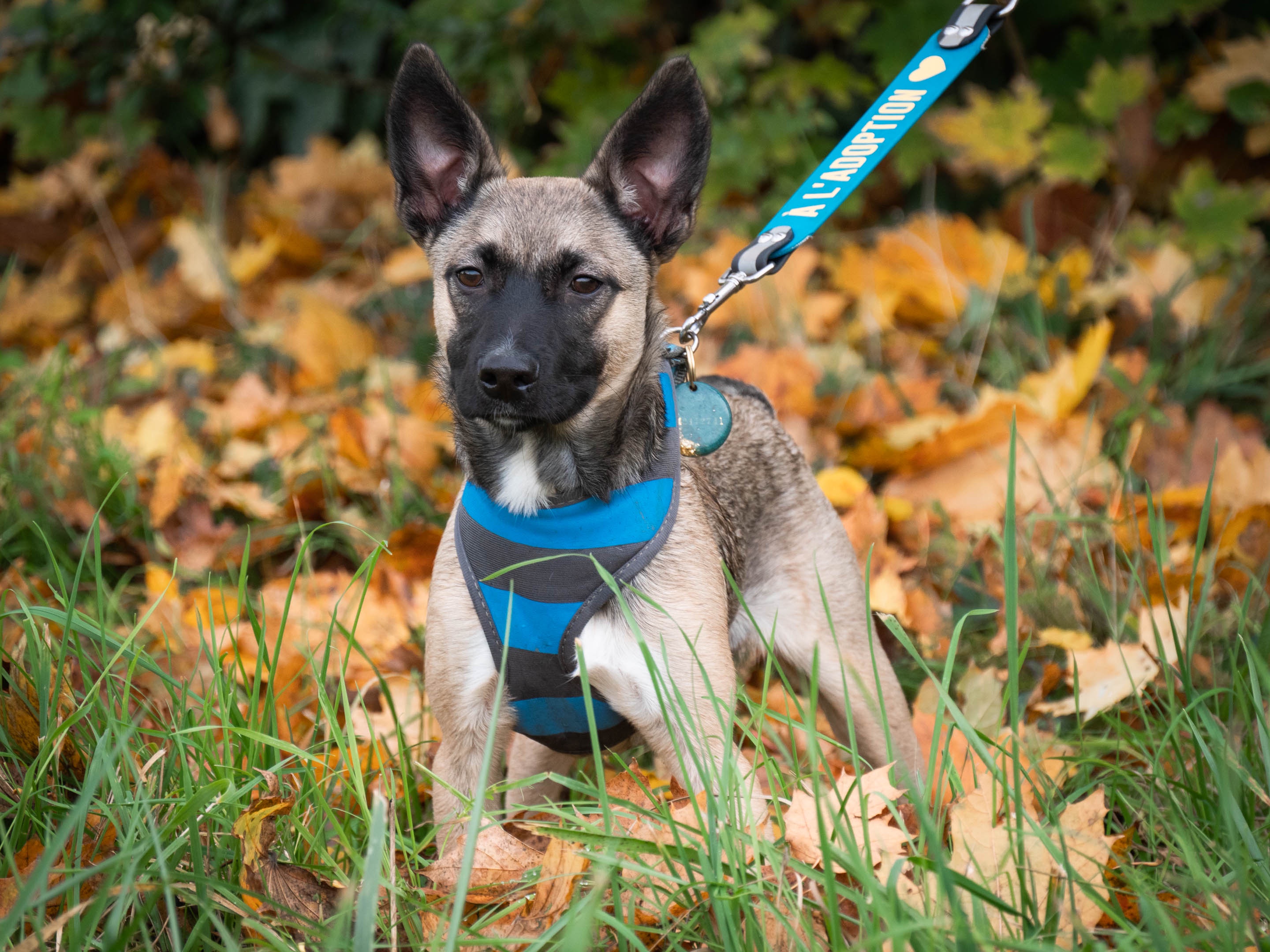 Meet Togo: My Adorable Little Foster Puppy!