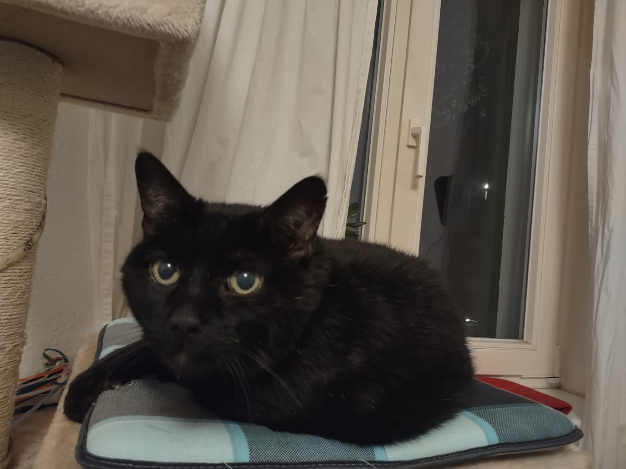 Sending warm wishes from El-Cid, also known as Salem