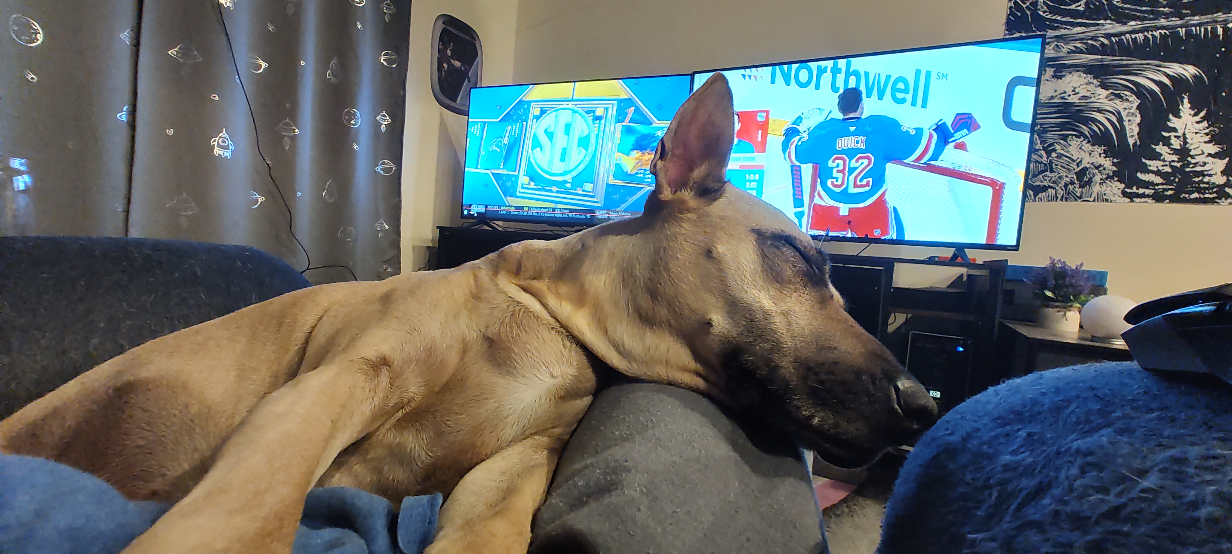 Maggie Enjoys a Cozy Nap Before the Rangers Game Kicks Off
