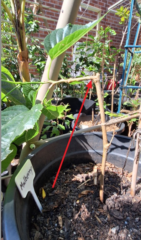 Should I Grow a New Branch? Let's Discuss!