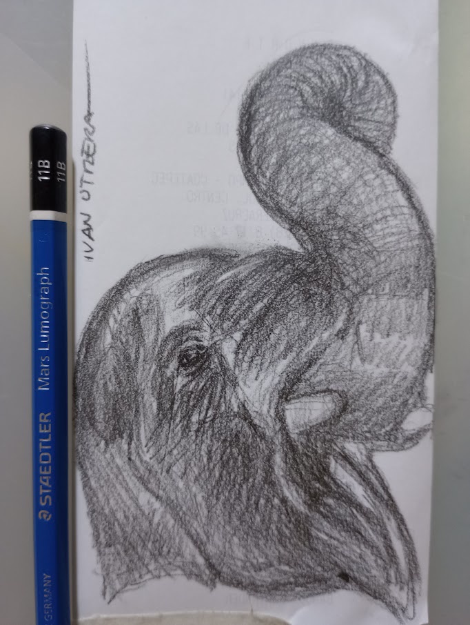 A majestic elephant in all its glory.