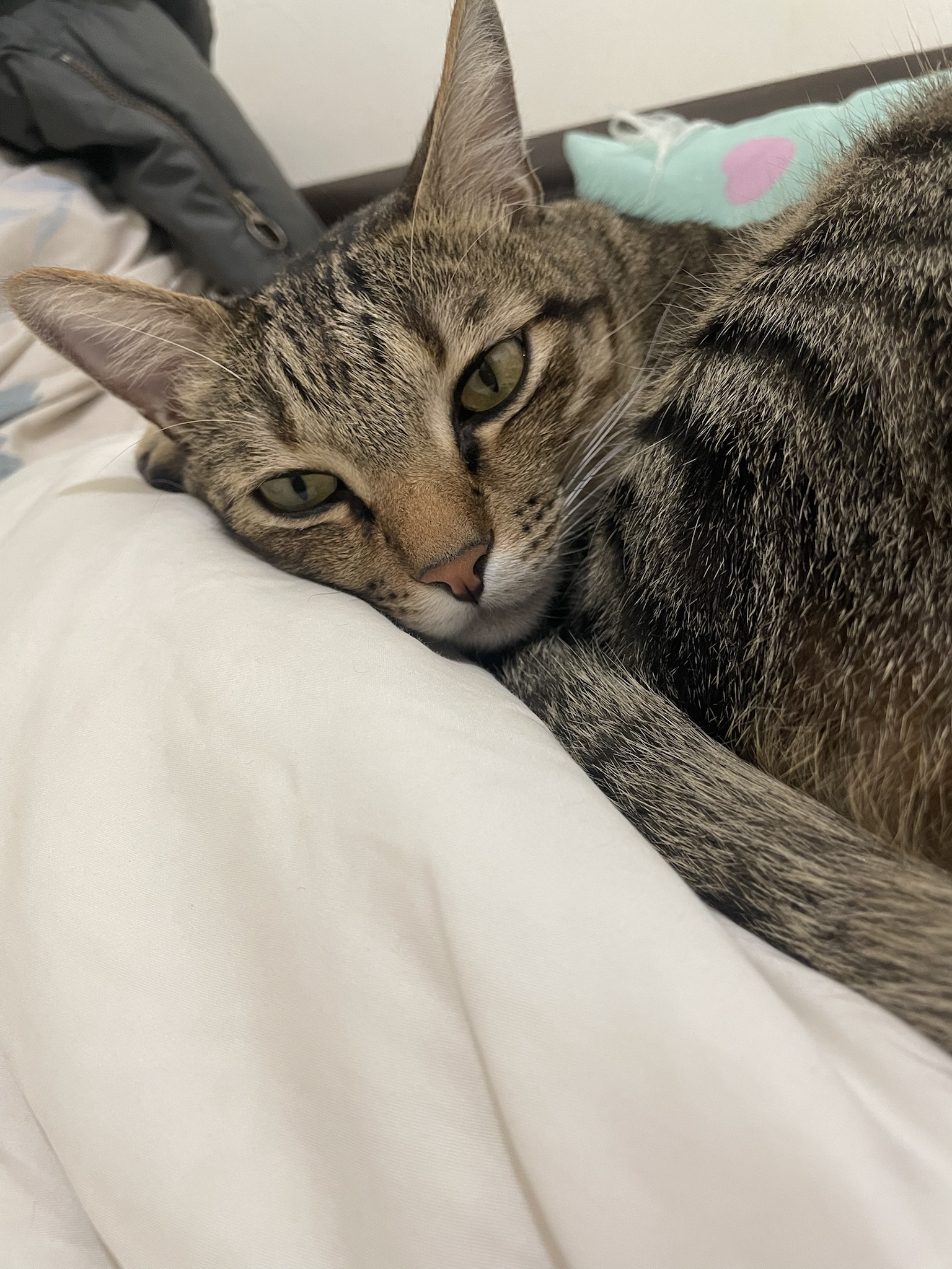 Adorable feline antics