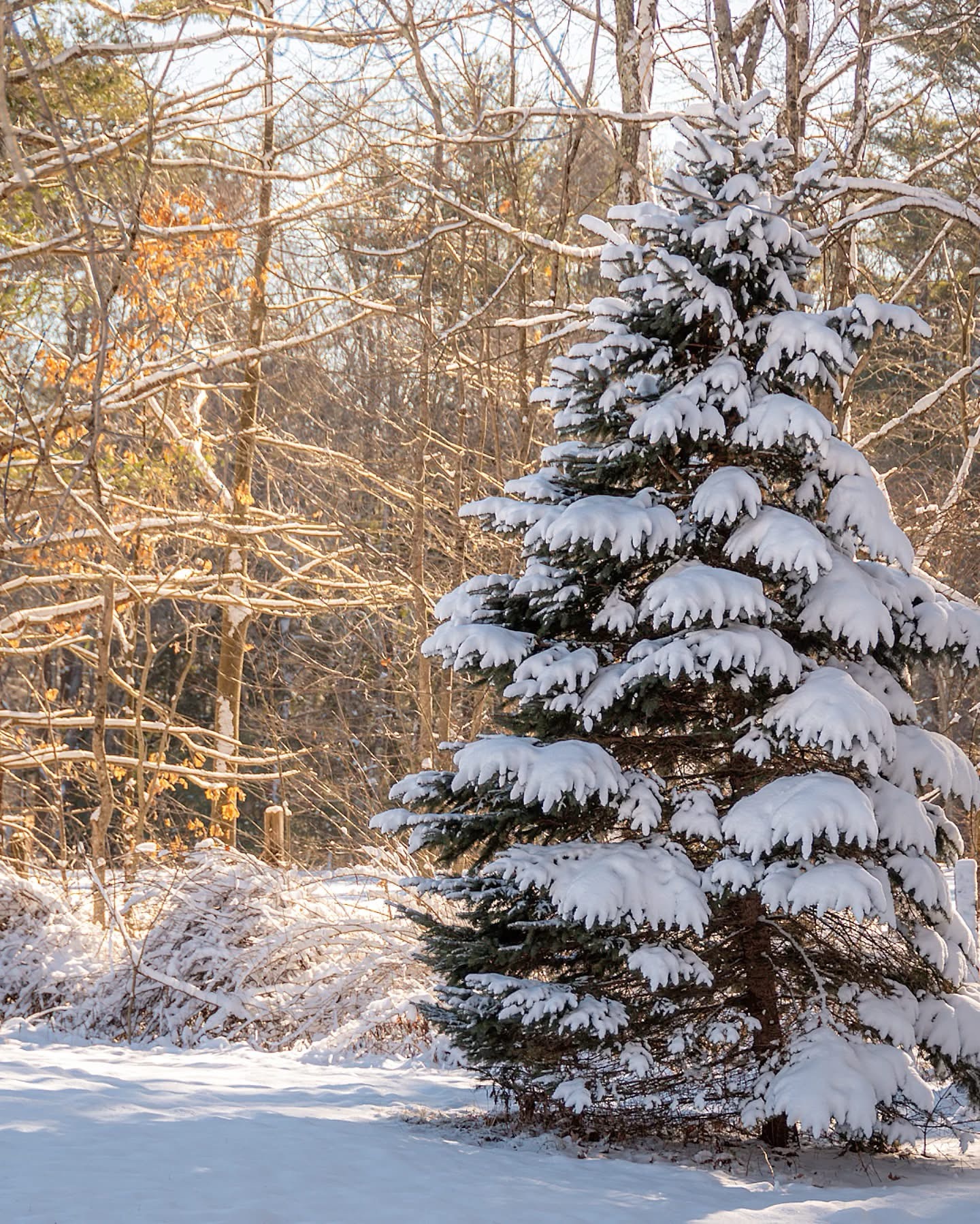 The Beauty of Winter: A Snowy Wonderland