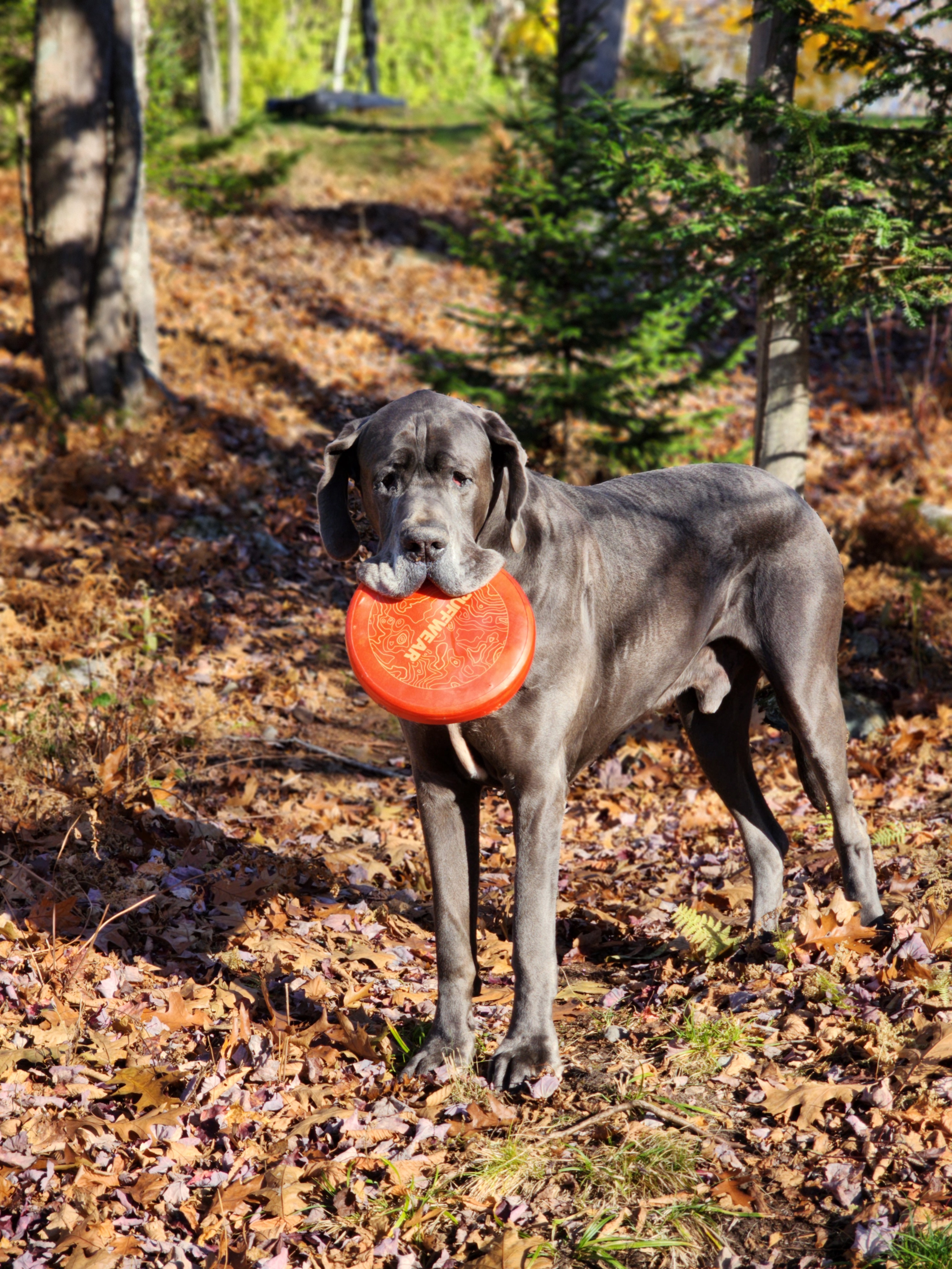 Frisbee Fanatic: This Pup Loves to Carry His Favorite Toy!