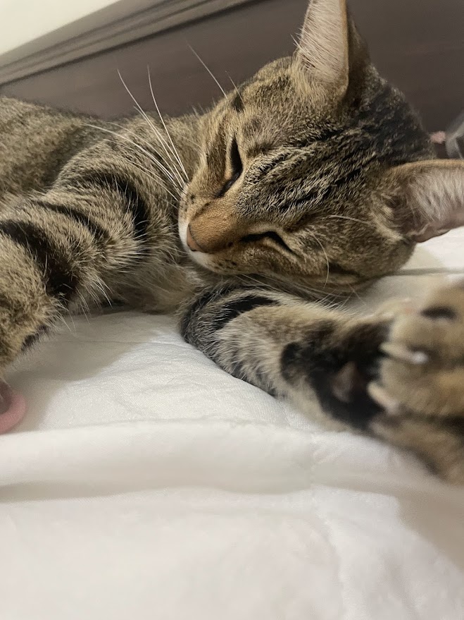 Just Your Average Cat Being Adorable
