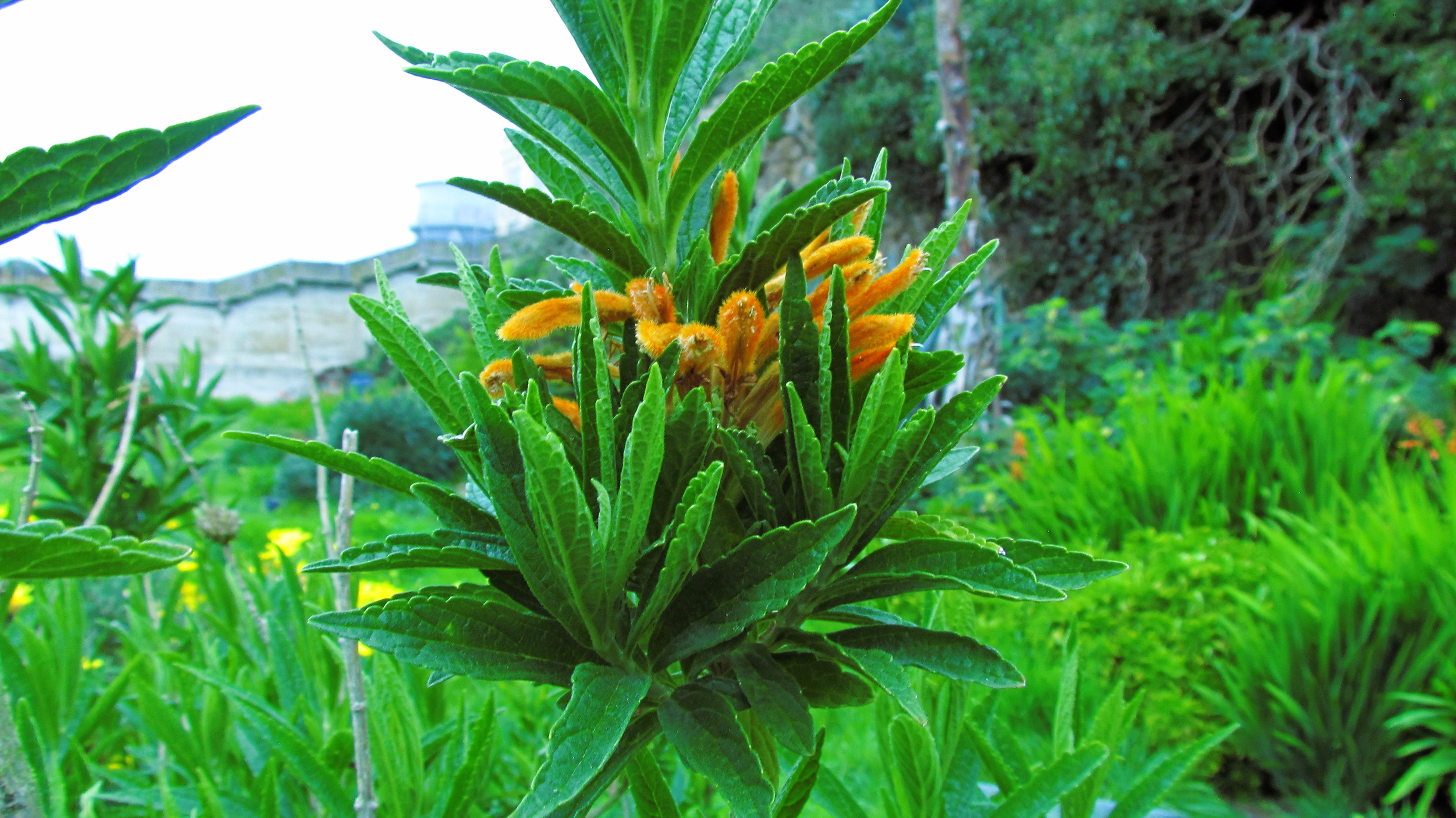 The Enigmatic Blooms of Alcatraz