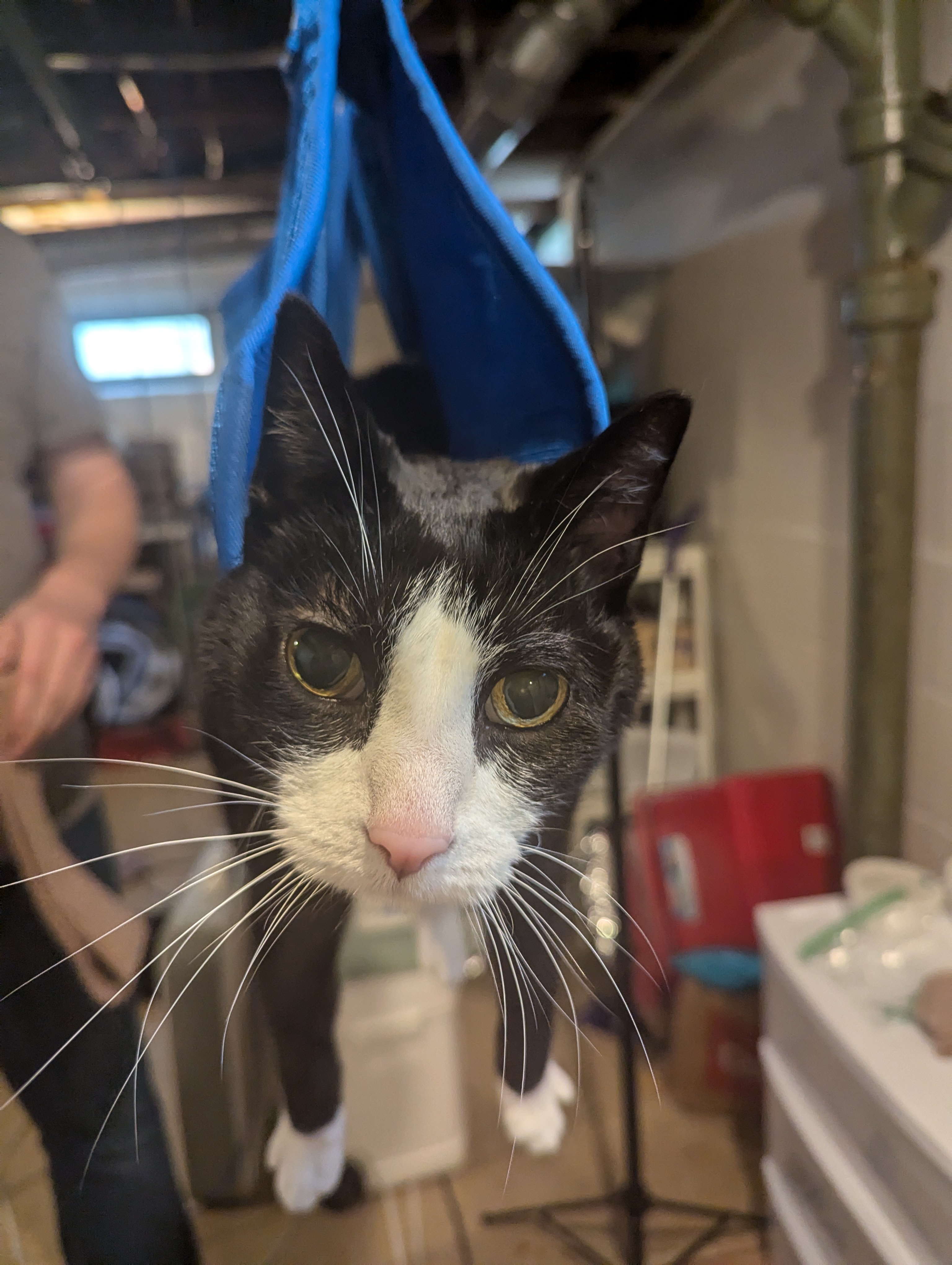 My Journey of Learning to Administer Subcutaneous Fluids to My Cat