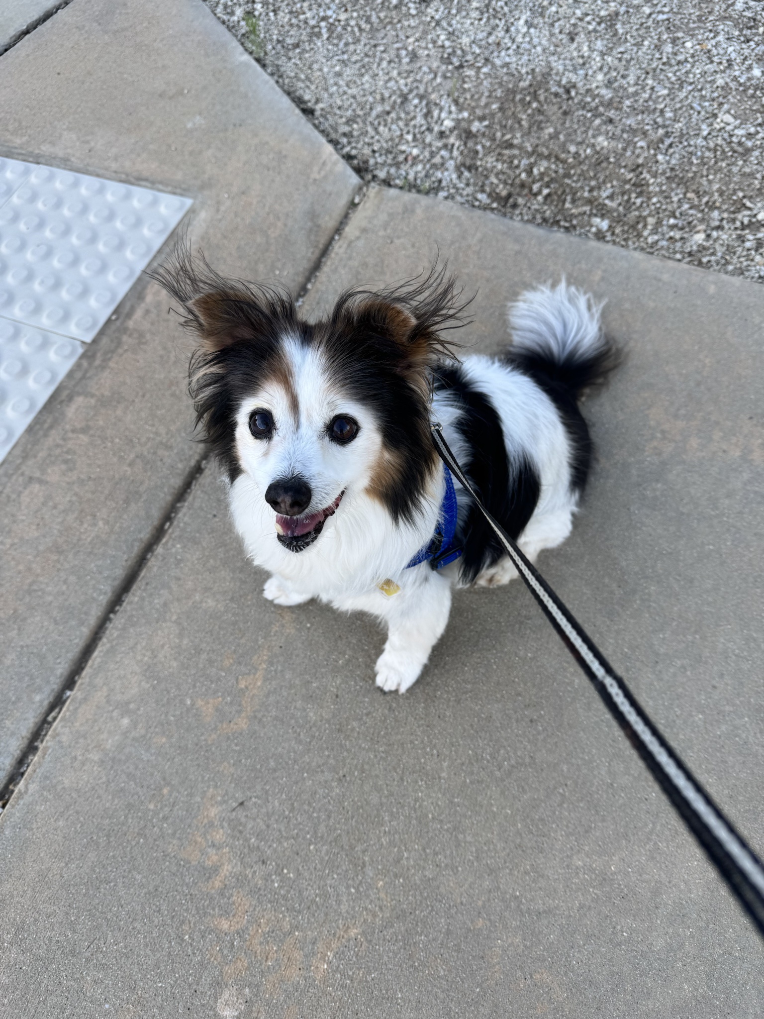 Daily Dose of Cuteness: Meet My Dog Panko
