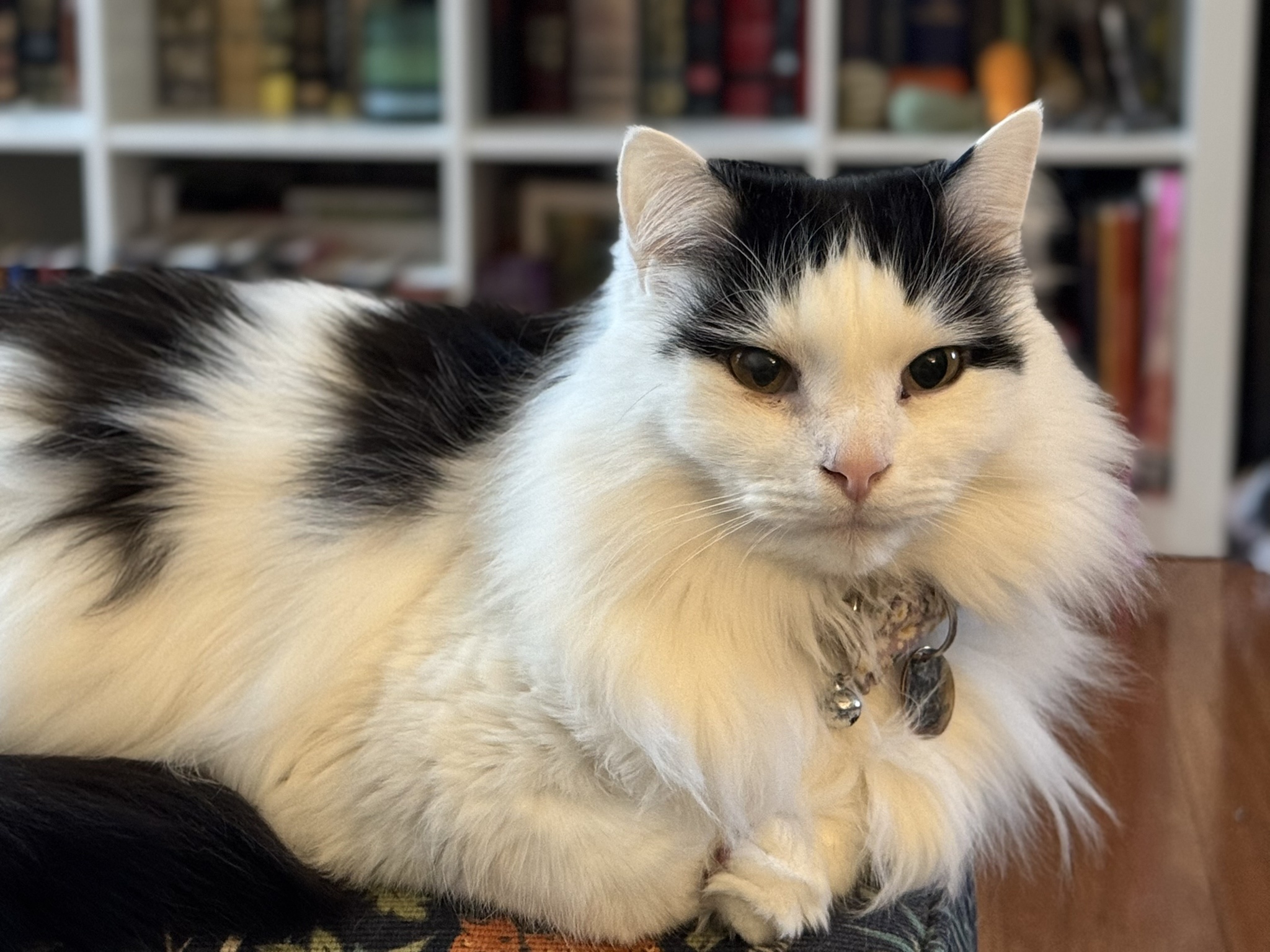 The Regal Prince Sitting Proudly on His Throne