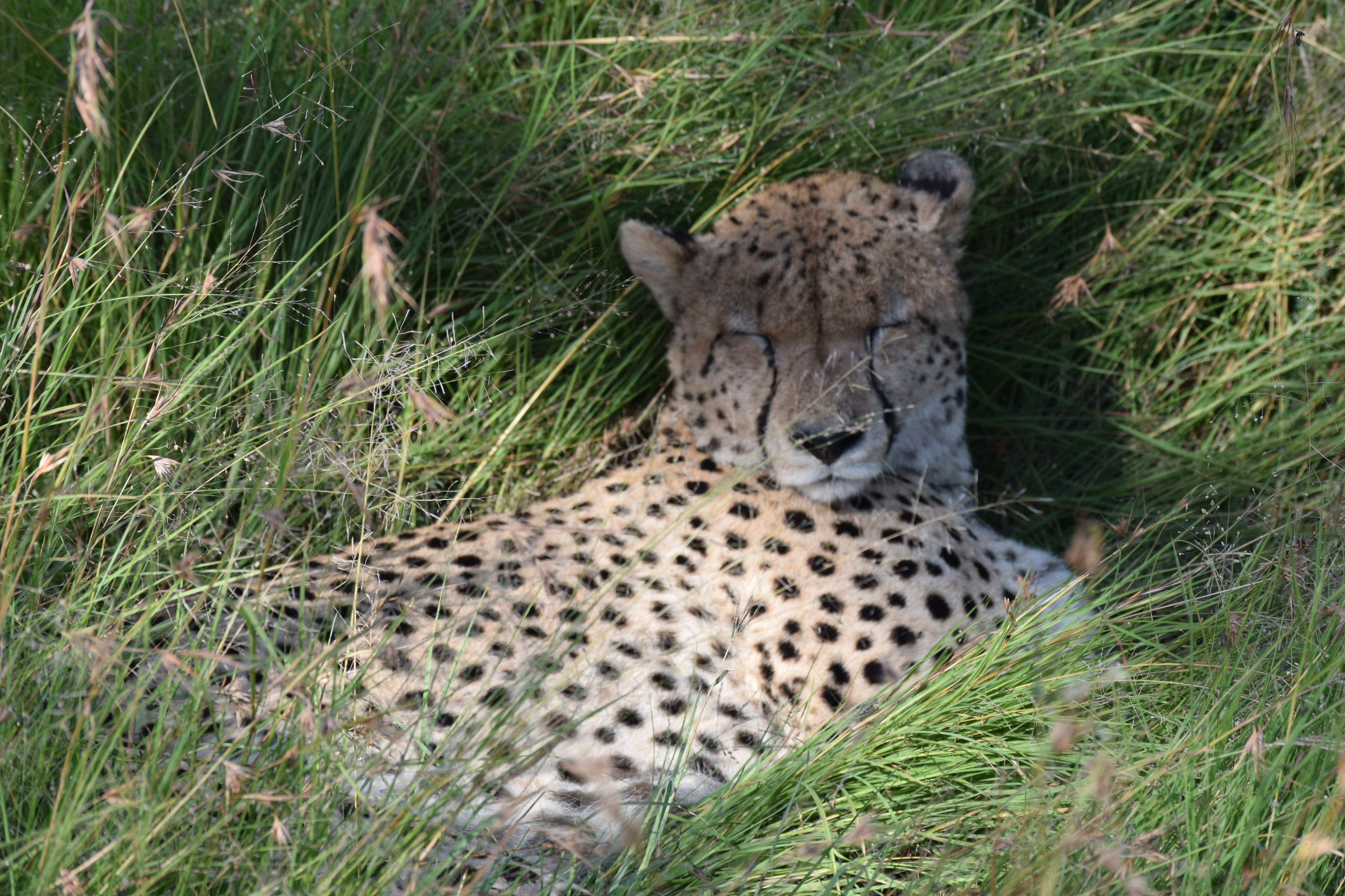 The swift and graceful Masai cheetah.