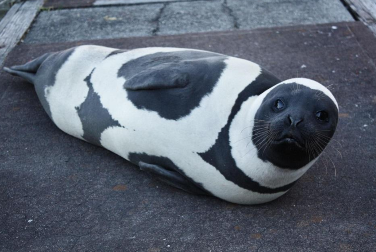Greetings, Imgur! Today, I'm the Shouting Biologist, and Here Are Some Adorable Seals