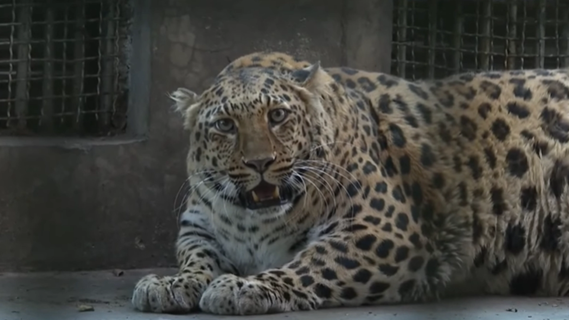 The Face-Eating Leopards Are About to Feast