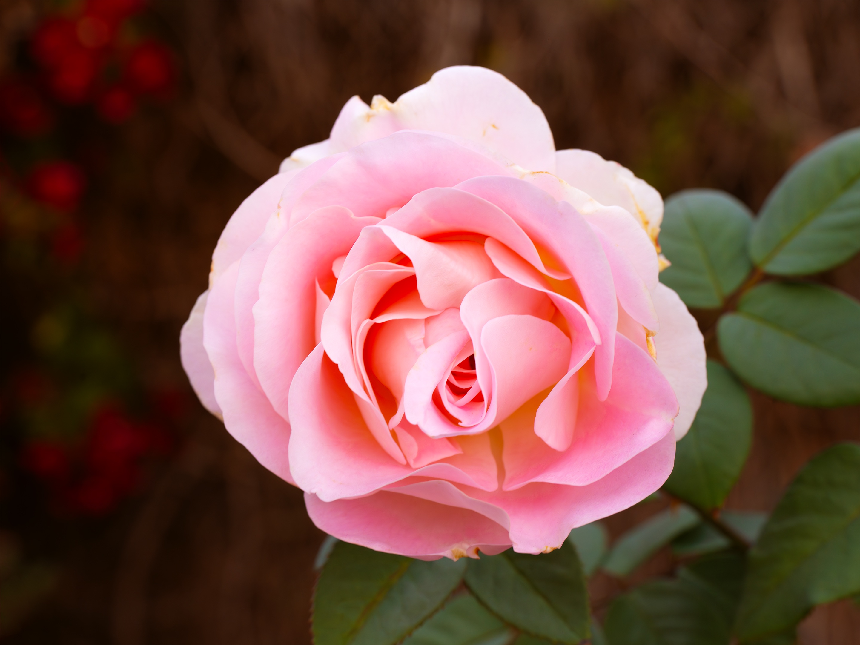 A Beautiful Rose to Brighten Your Sunday