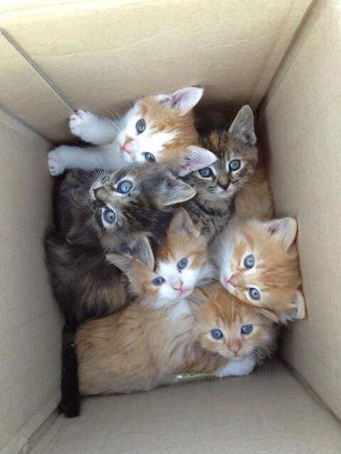 A Heartwarming Box Full of Kittens