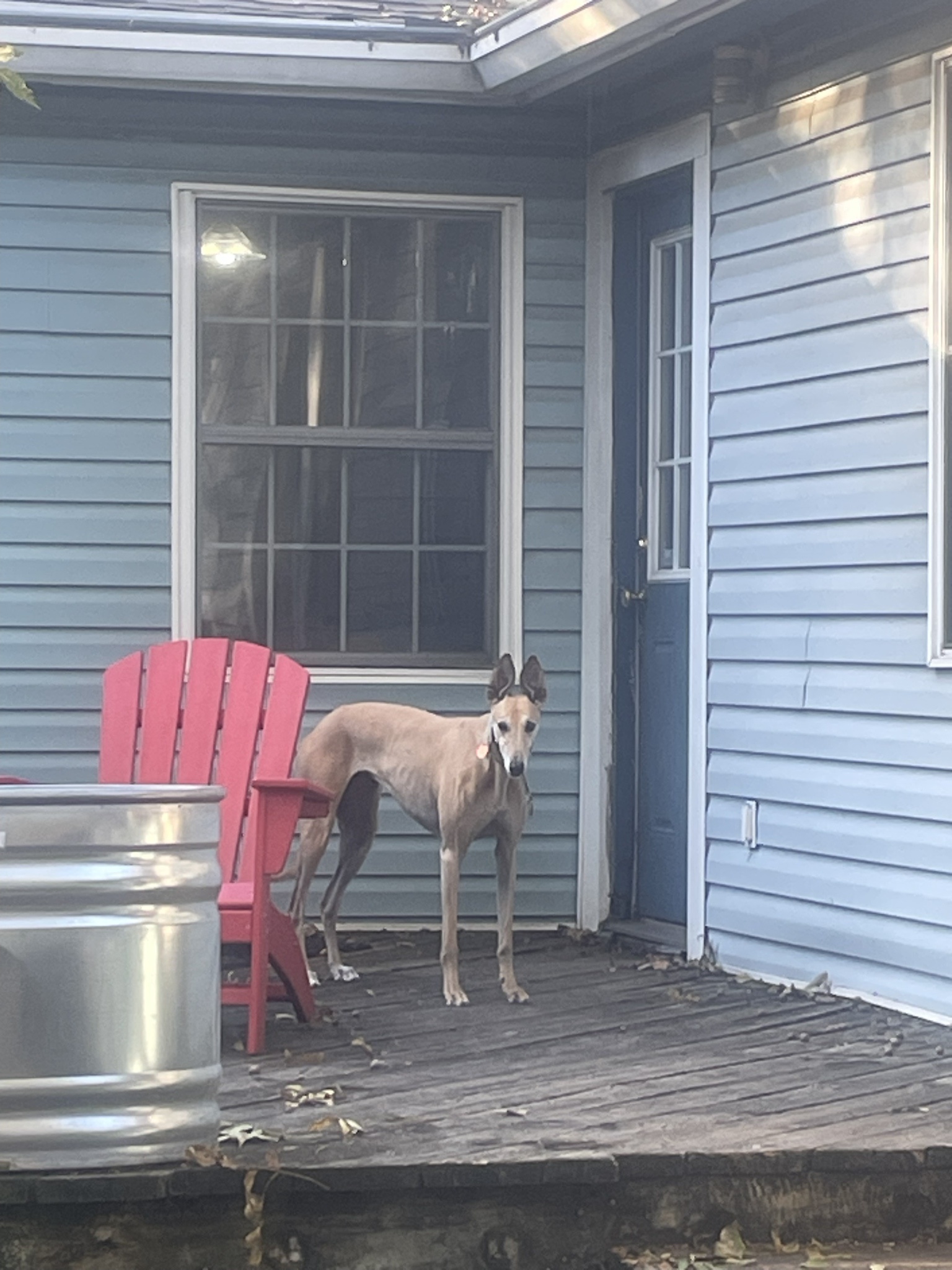 The Adorable Intermission Dog