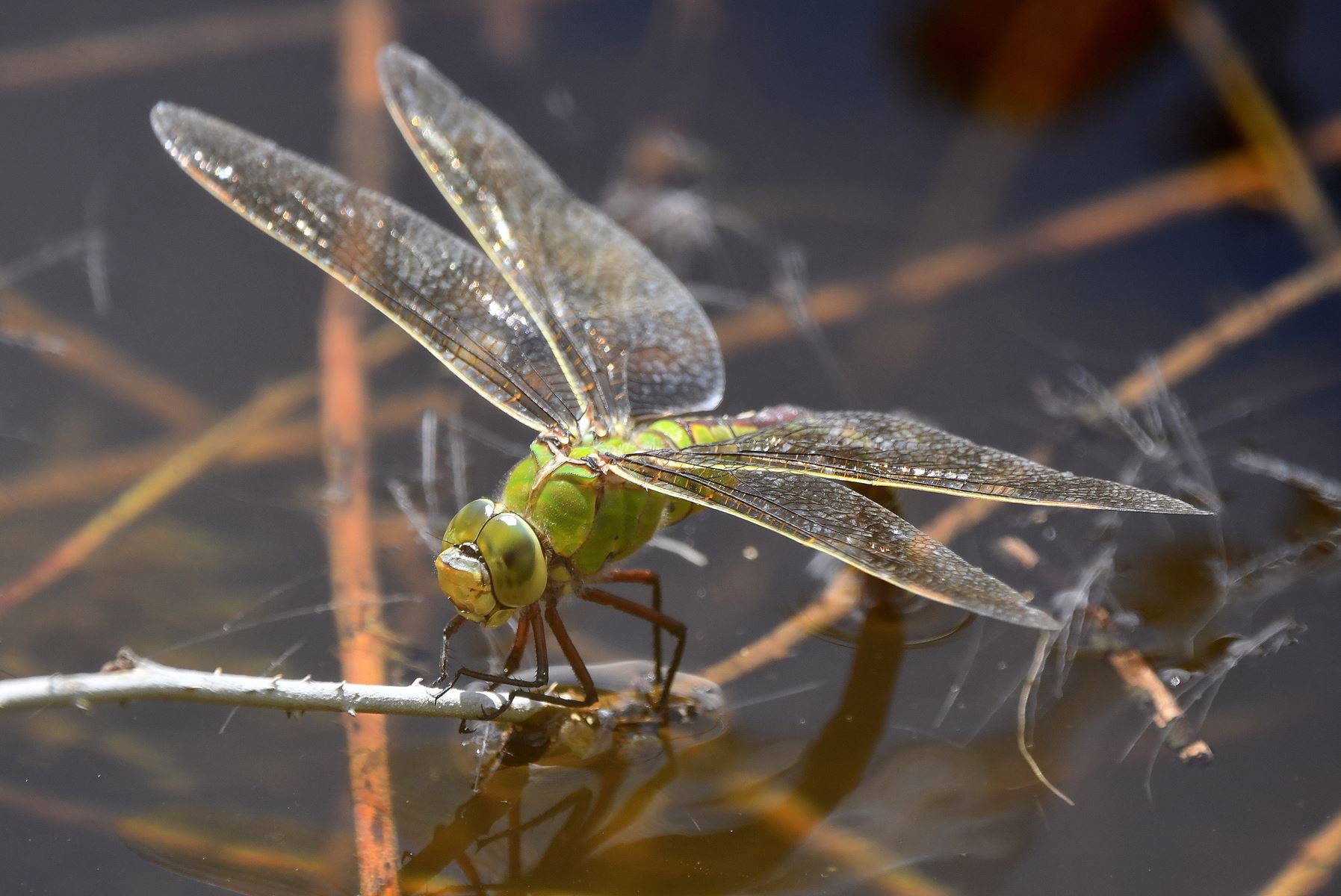 Female Anax imperator spotted in Vienne, France (07/24)