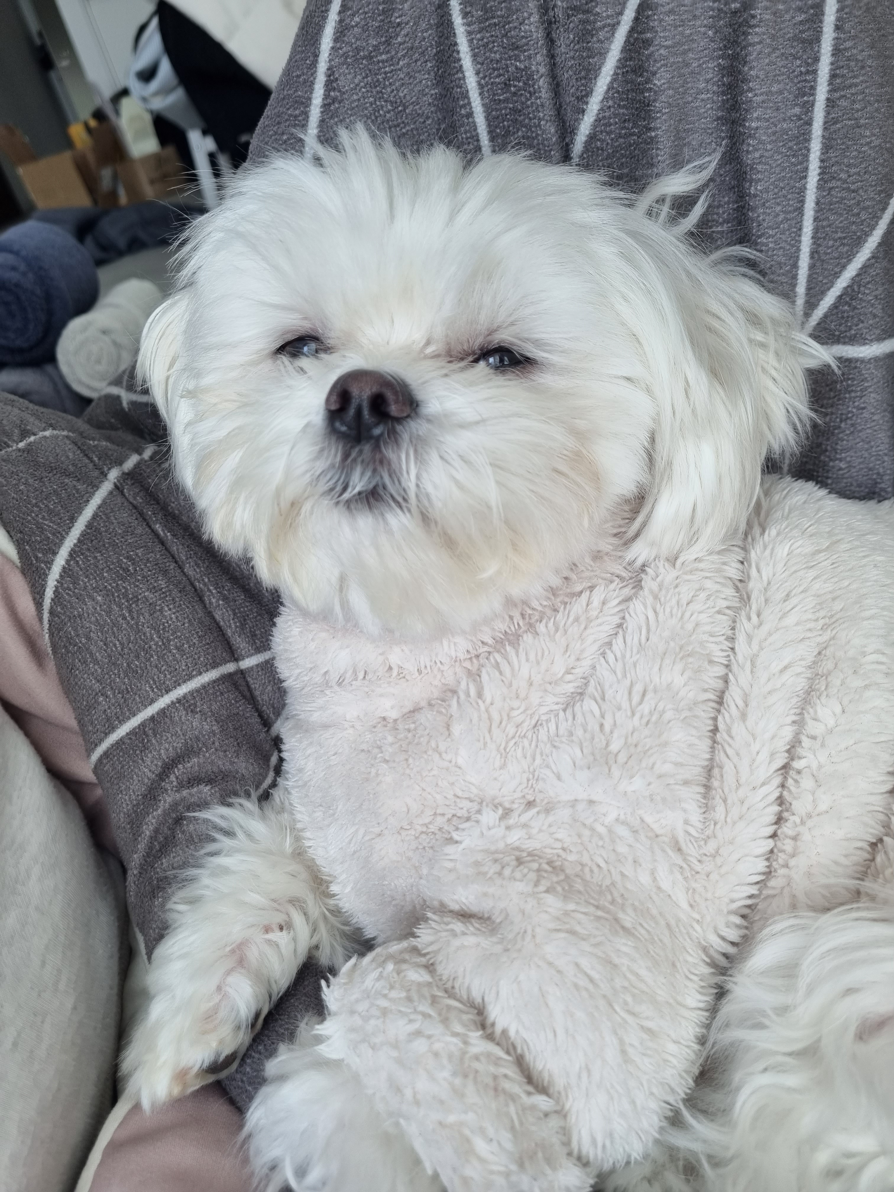 Doggy is in full sleepy mode
