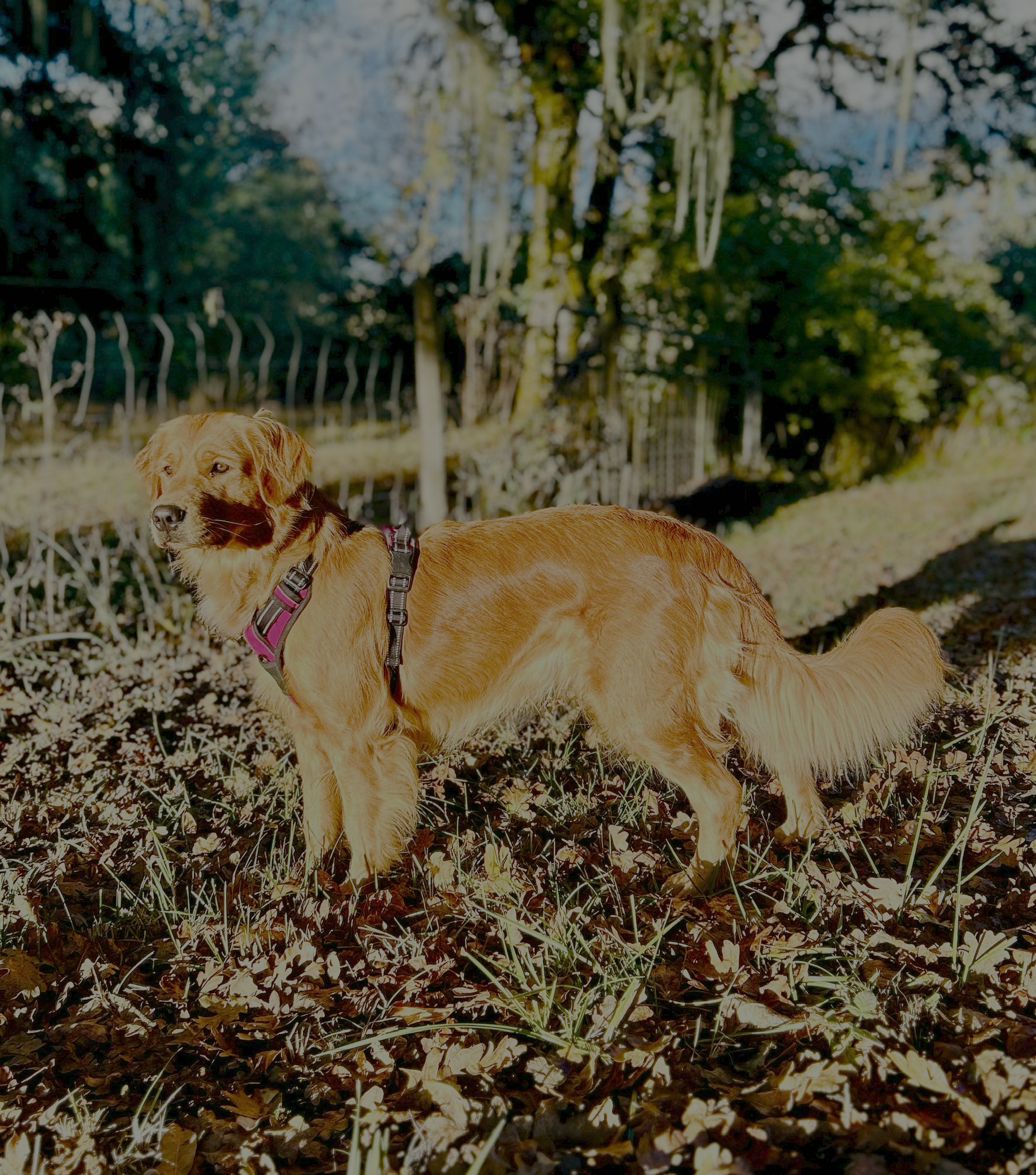 Meet Mollie: The Star of the Show