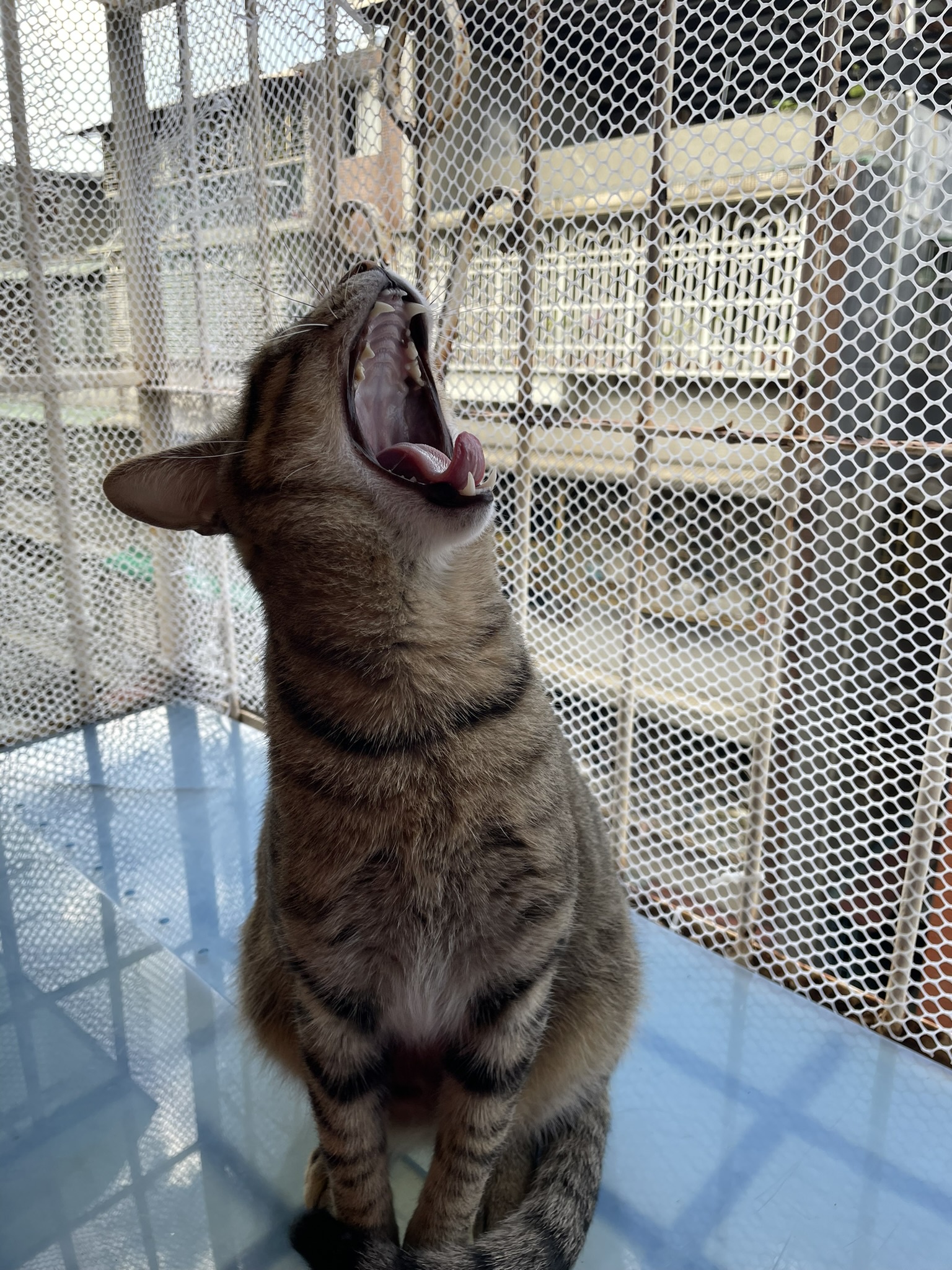 Yet Another Cute Cat Adventure