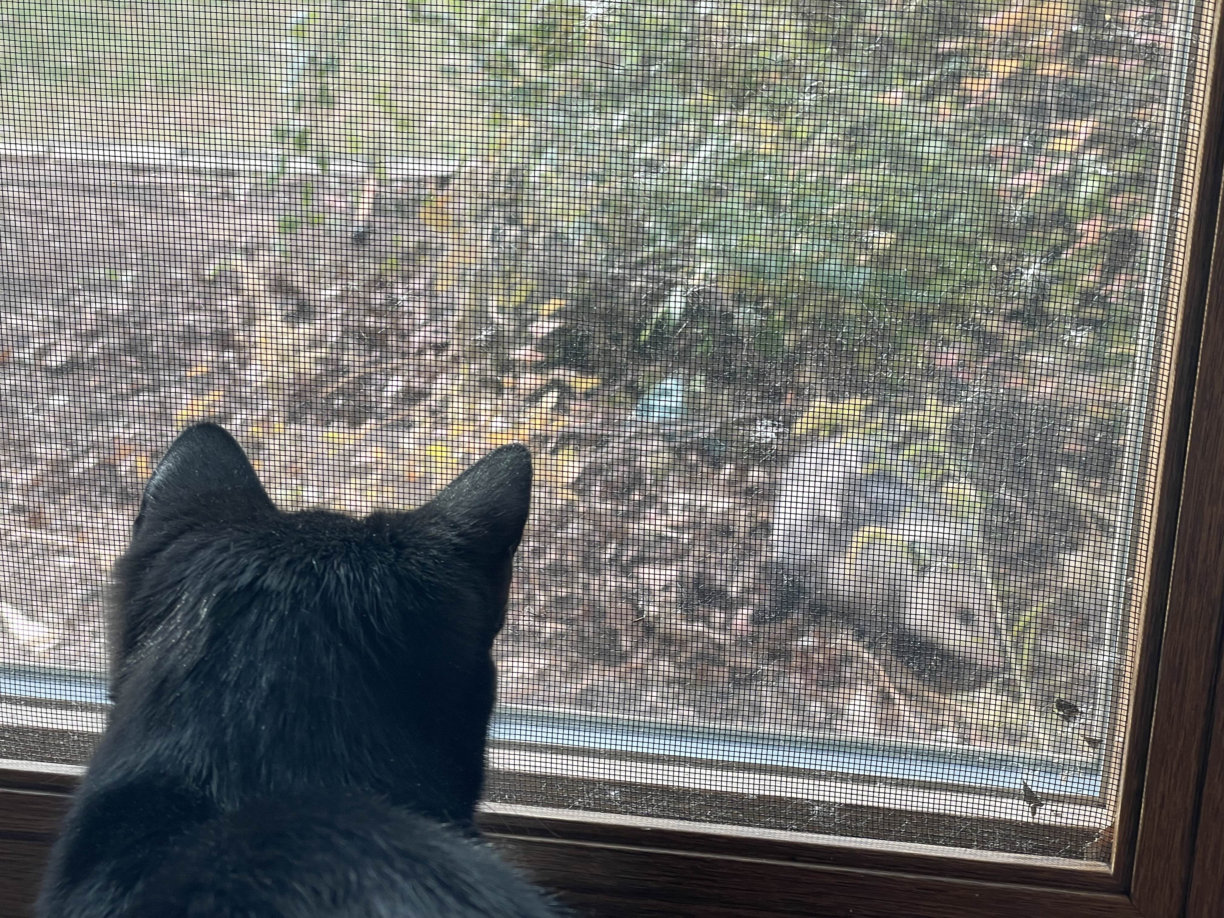 Izzy and I discovered a surprising new neighbor