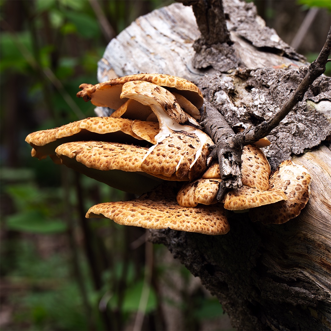 A Glimpse into the World of Fungi