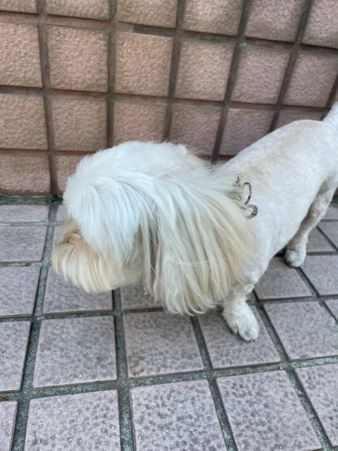 Just a cute dog!
