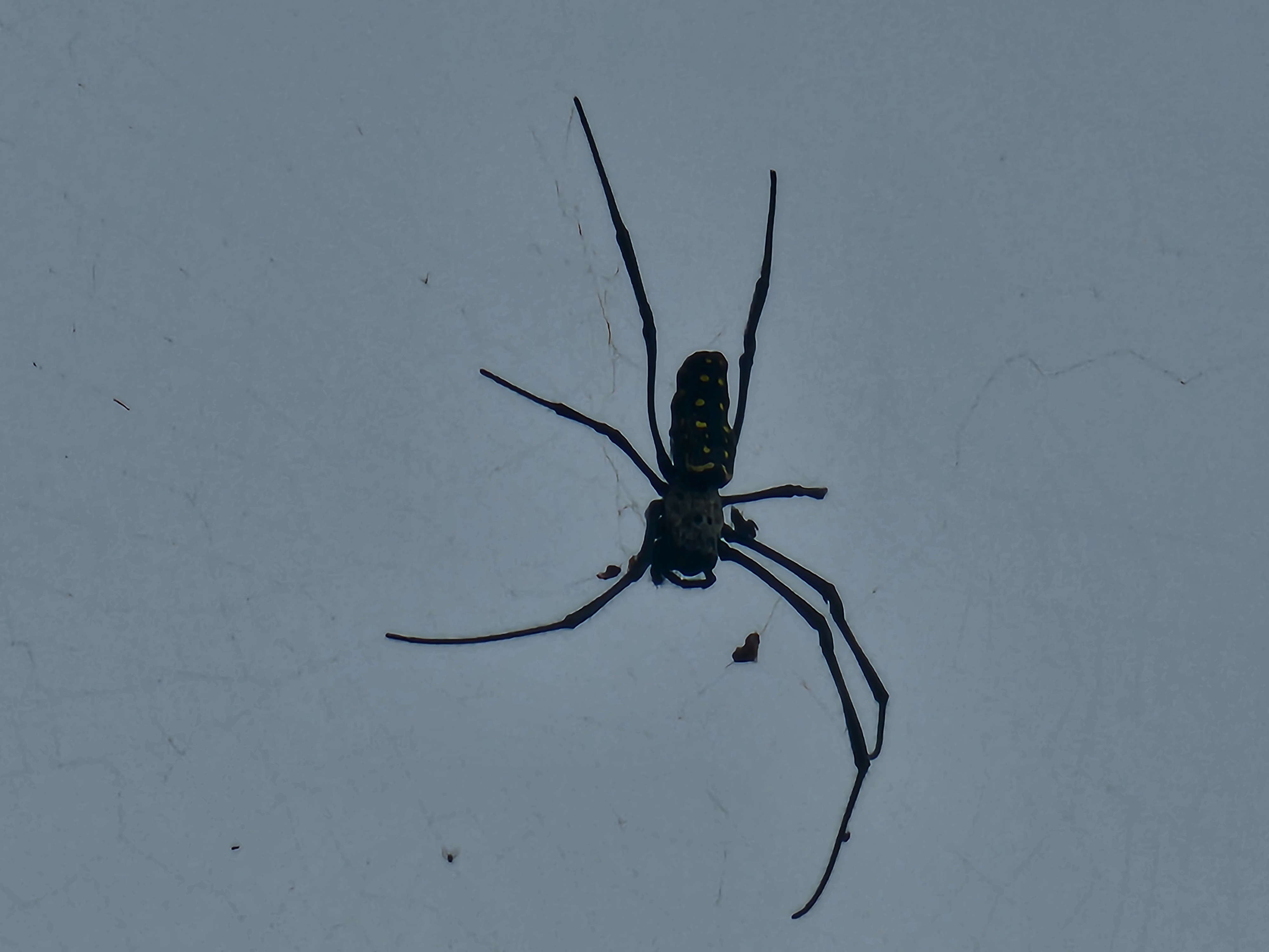 Meet Your Friendly Neighborhood Spider