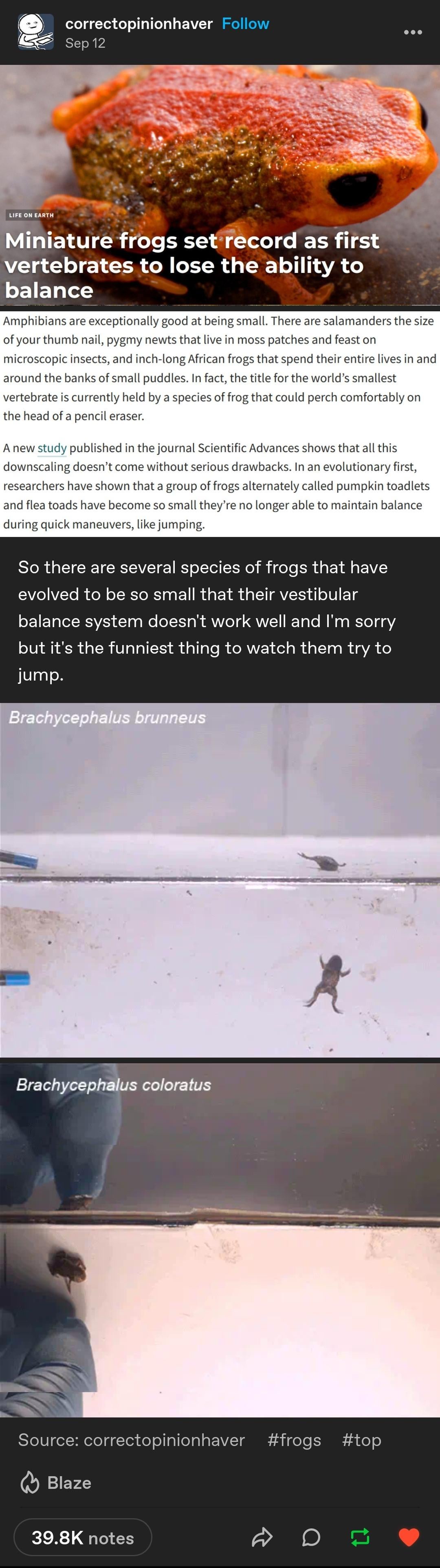 Frog Update: Navigating Balance Challenges