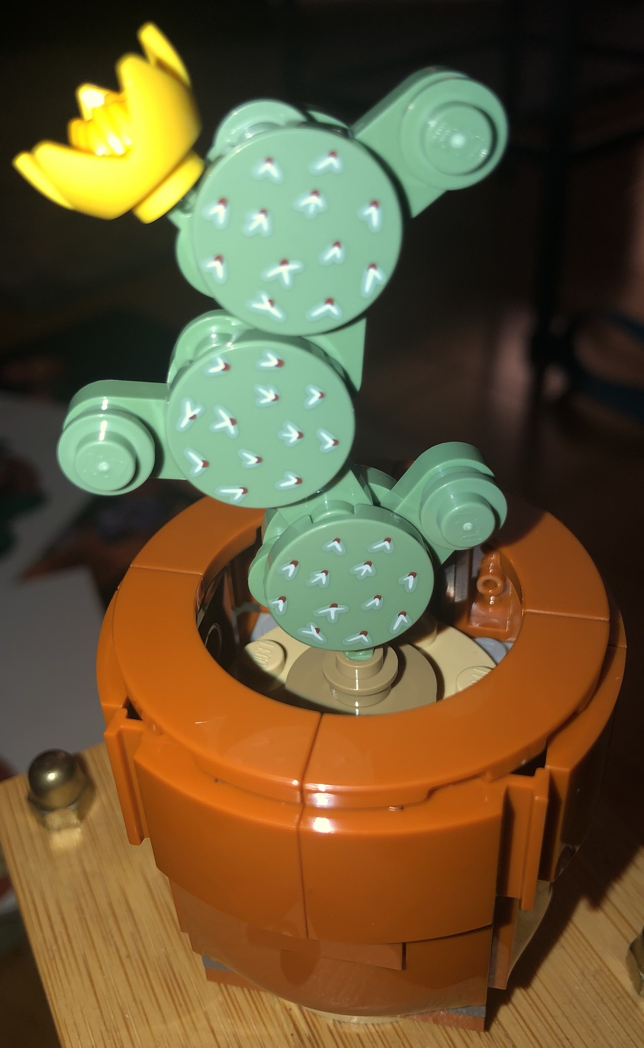 Check out this Eastern Prickly Pear!