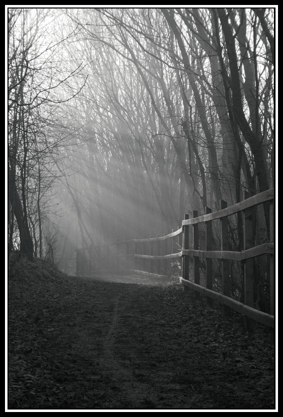 A Misty Walk on Christmas Day 2005: A Winter Wonderland Memory