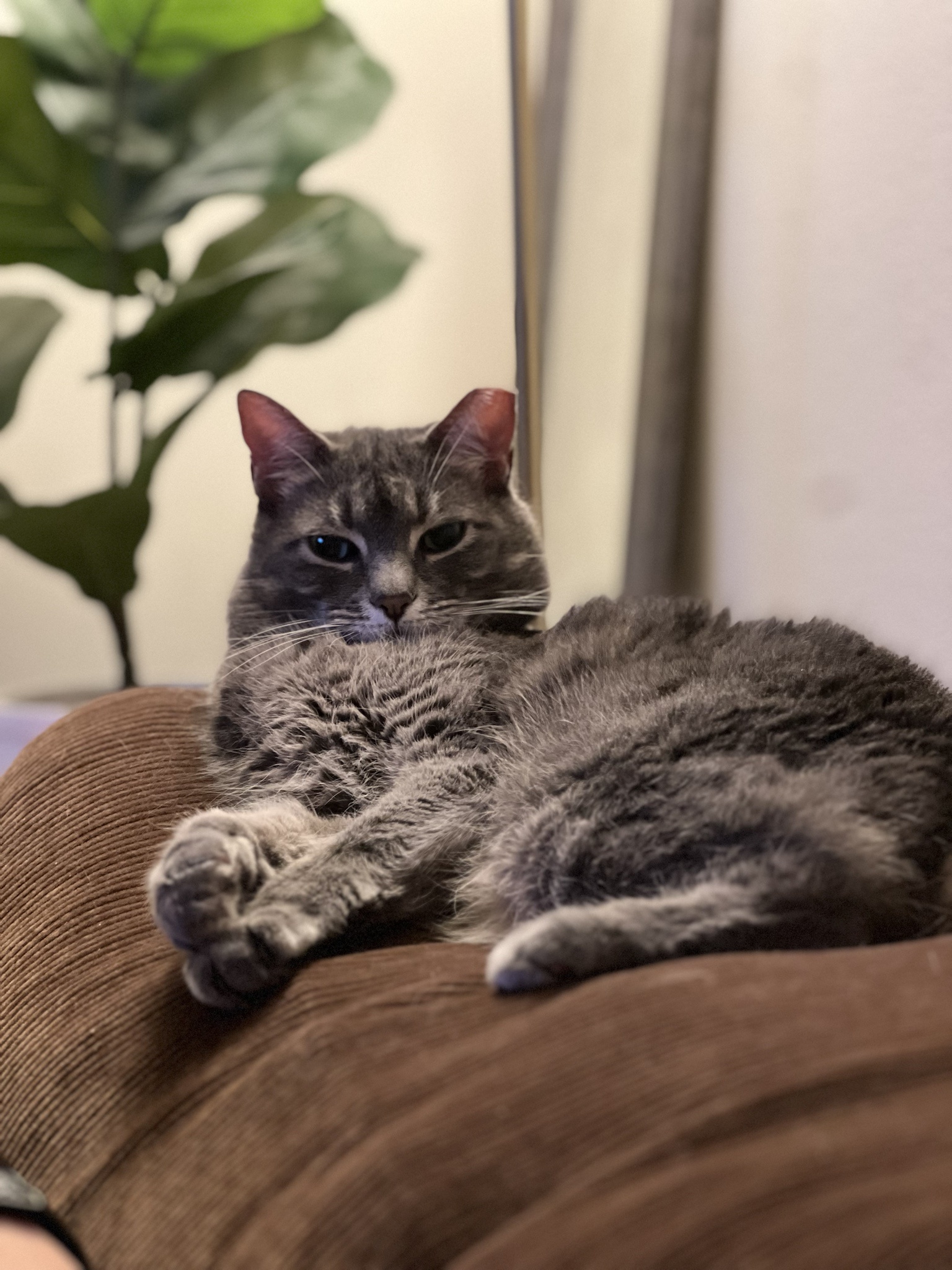 Meet Kat: The Star of the Show