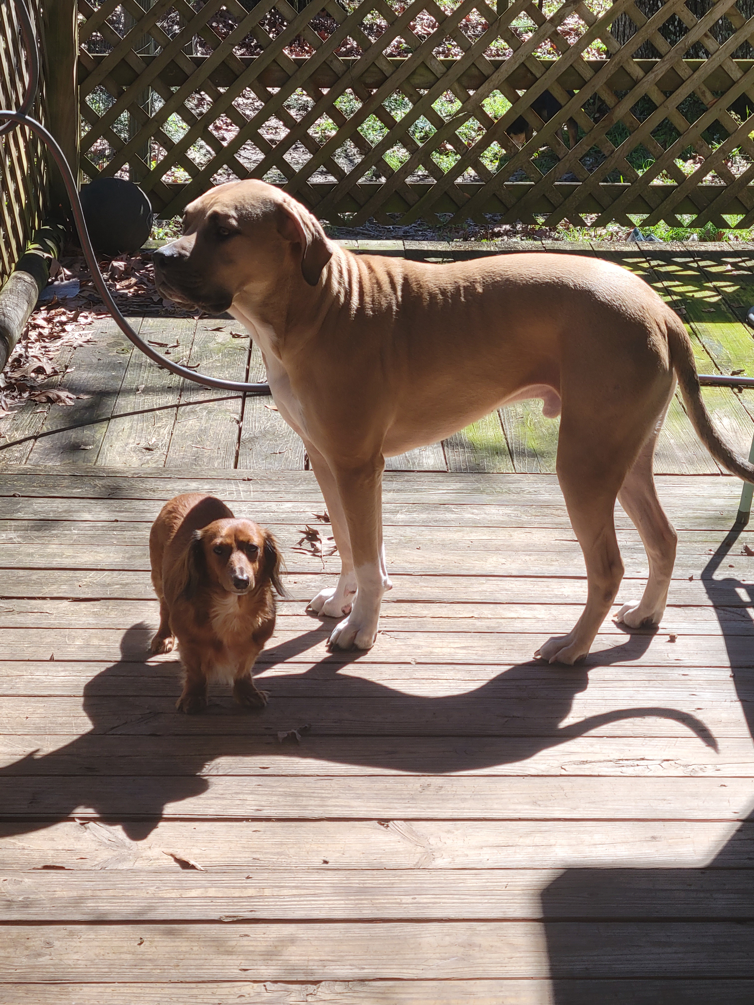 A Dachshund and Her Trusty Bodyguard: A Heartwarming Duo