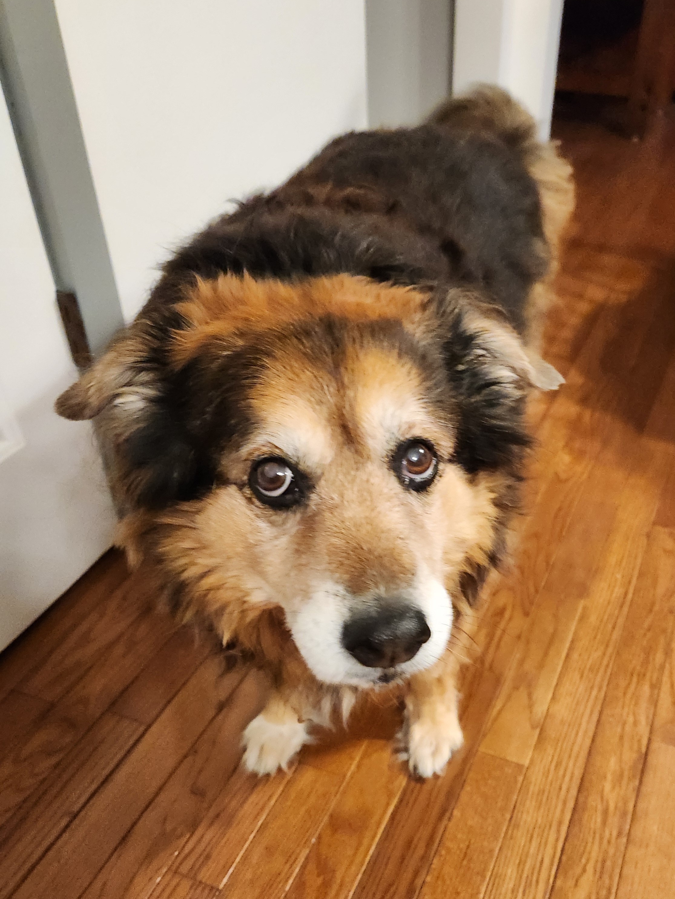 Peanut the Dog: Daily Adventures - Day 1567
