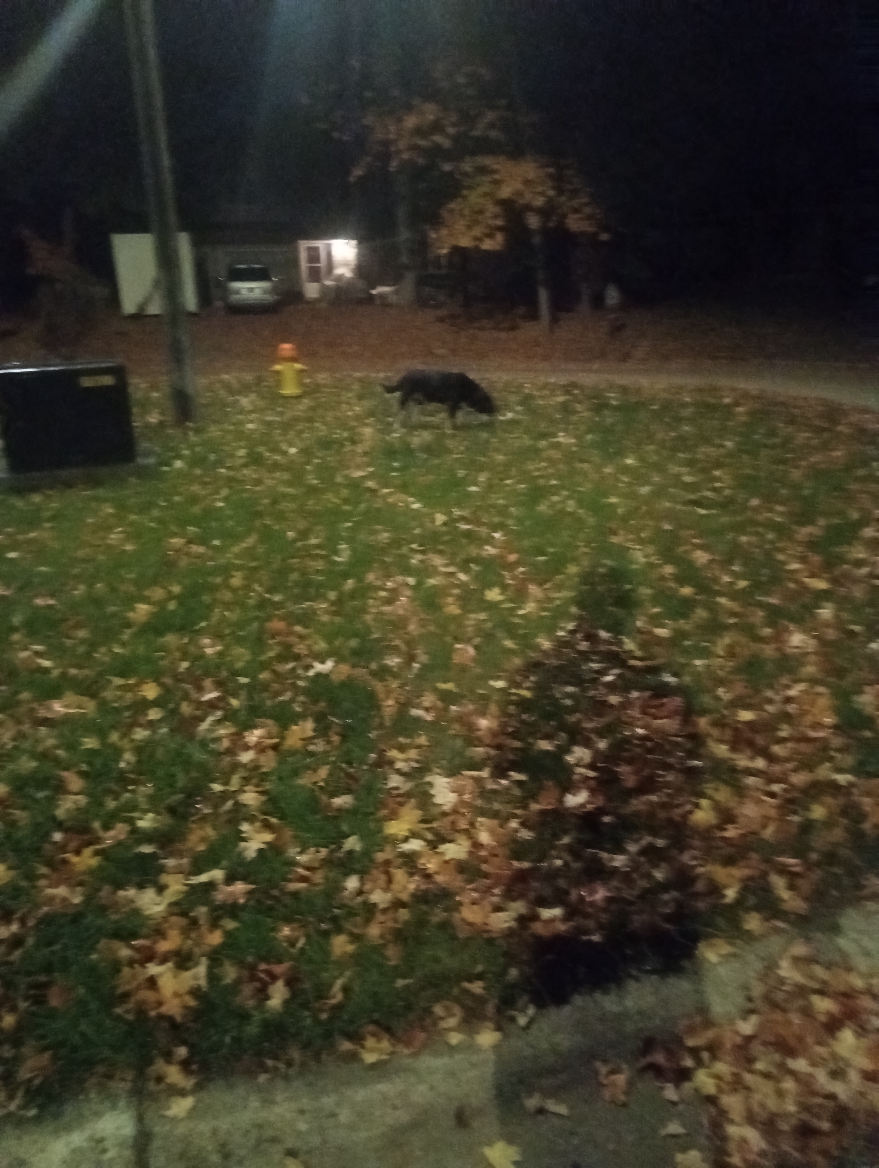 Just a Dog Being a Dog