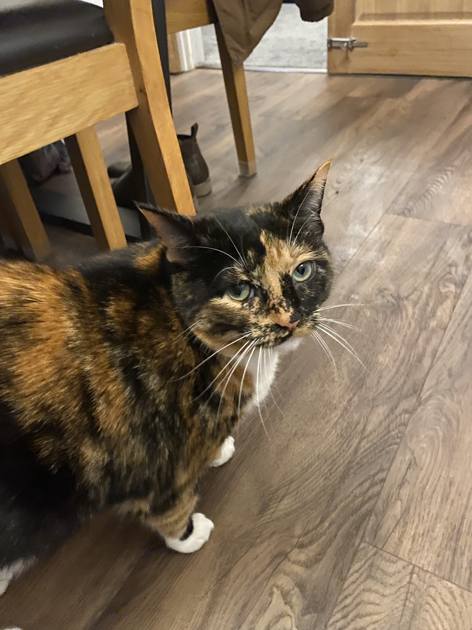 Crumble's Daily Snapshot