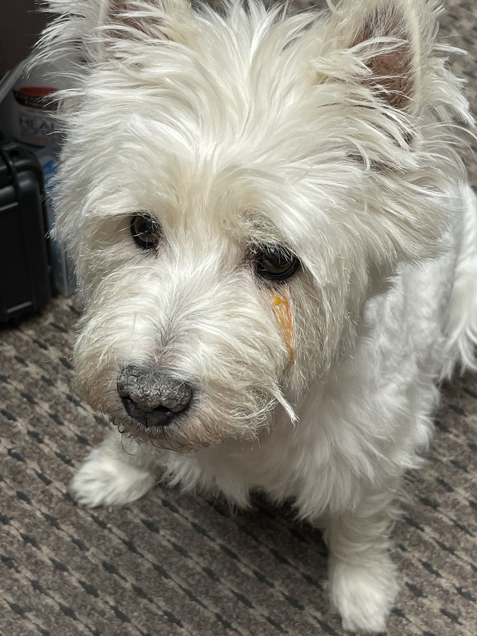 Pasta Drama: Lily's Heartbreak as She Catches a Drip of Butternut Squash Sauce