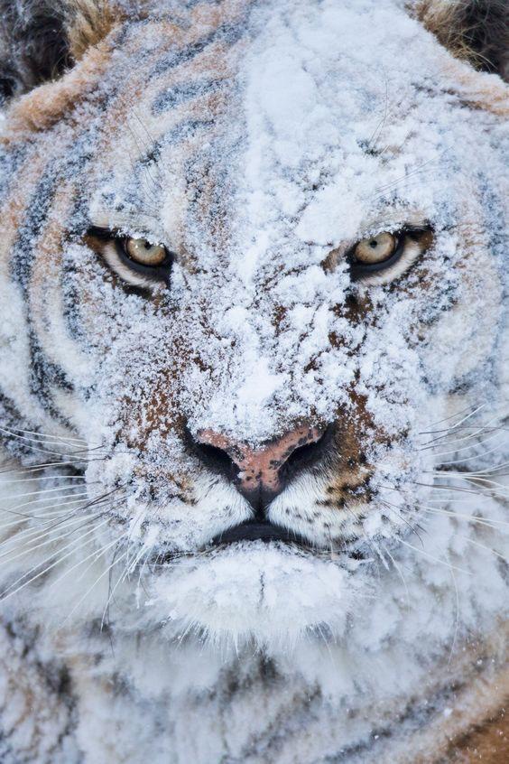 No, no! Keep those snowballs coming!