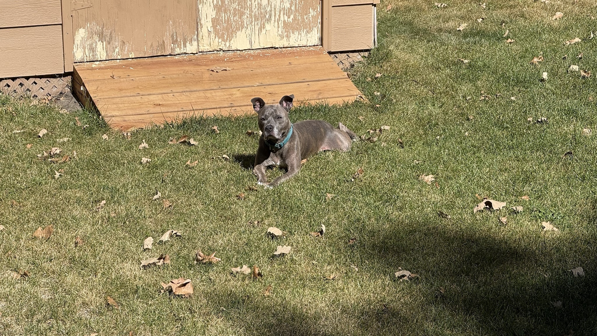 Basking in the beautiful fall sunshine