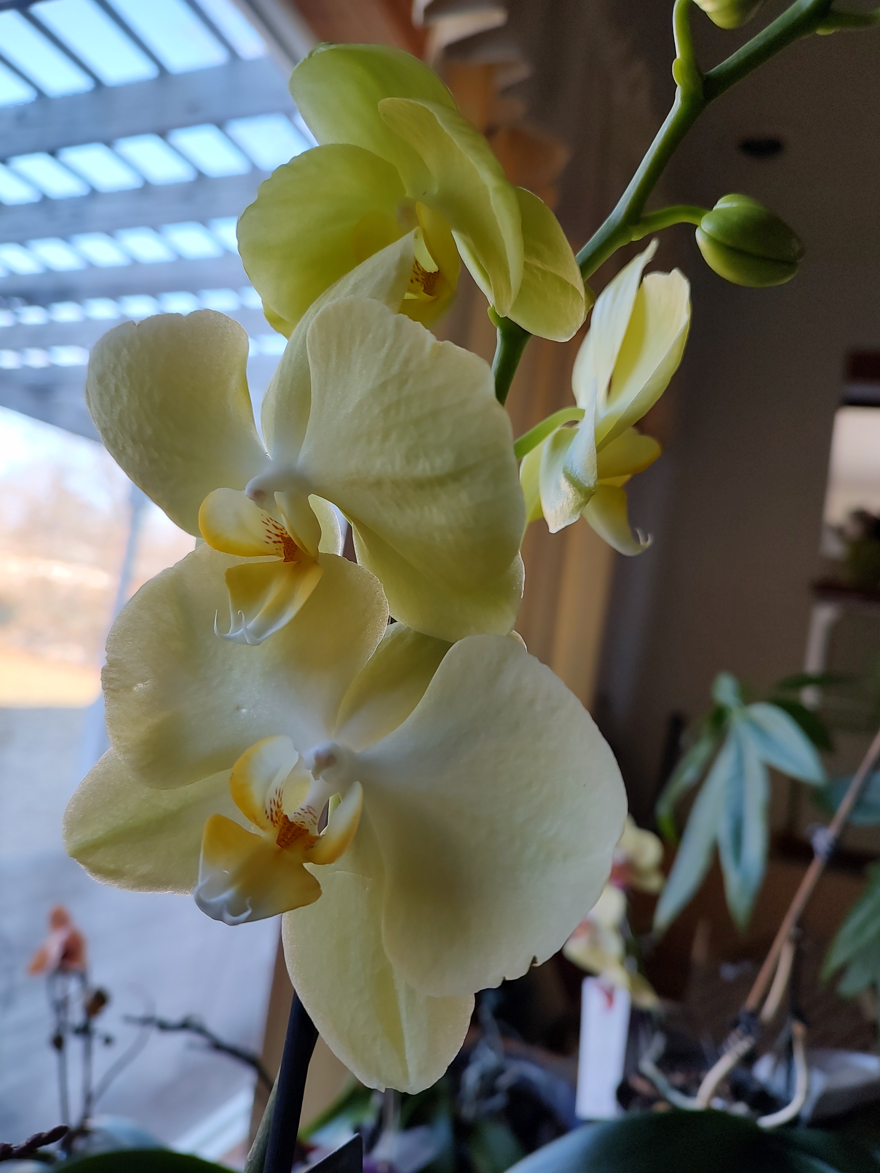 Meet my new orchid, Sunny - the star of 02/10/2025!