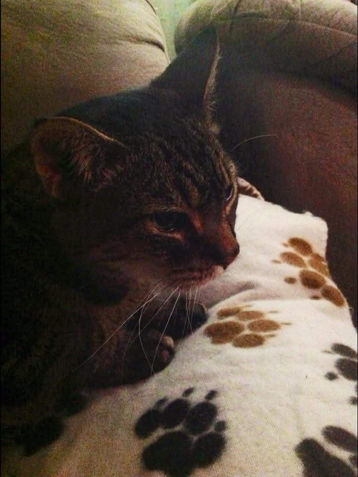 The Adventures of Kittyman: Feline Hero Extraordinaire