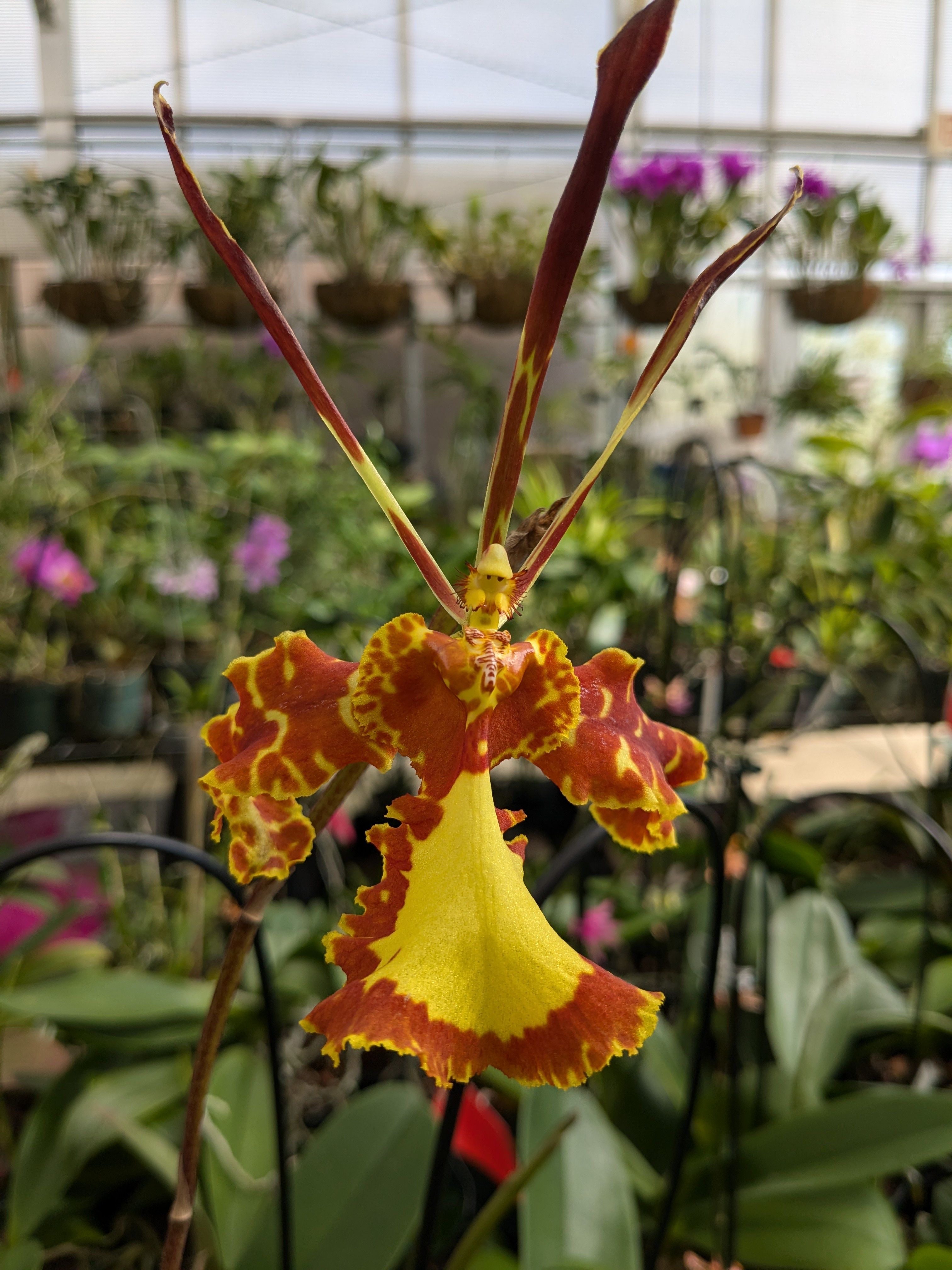 The Orchid's Secret: Old Man Face Revealed