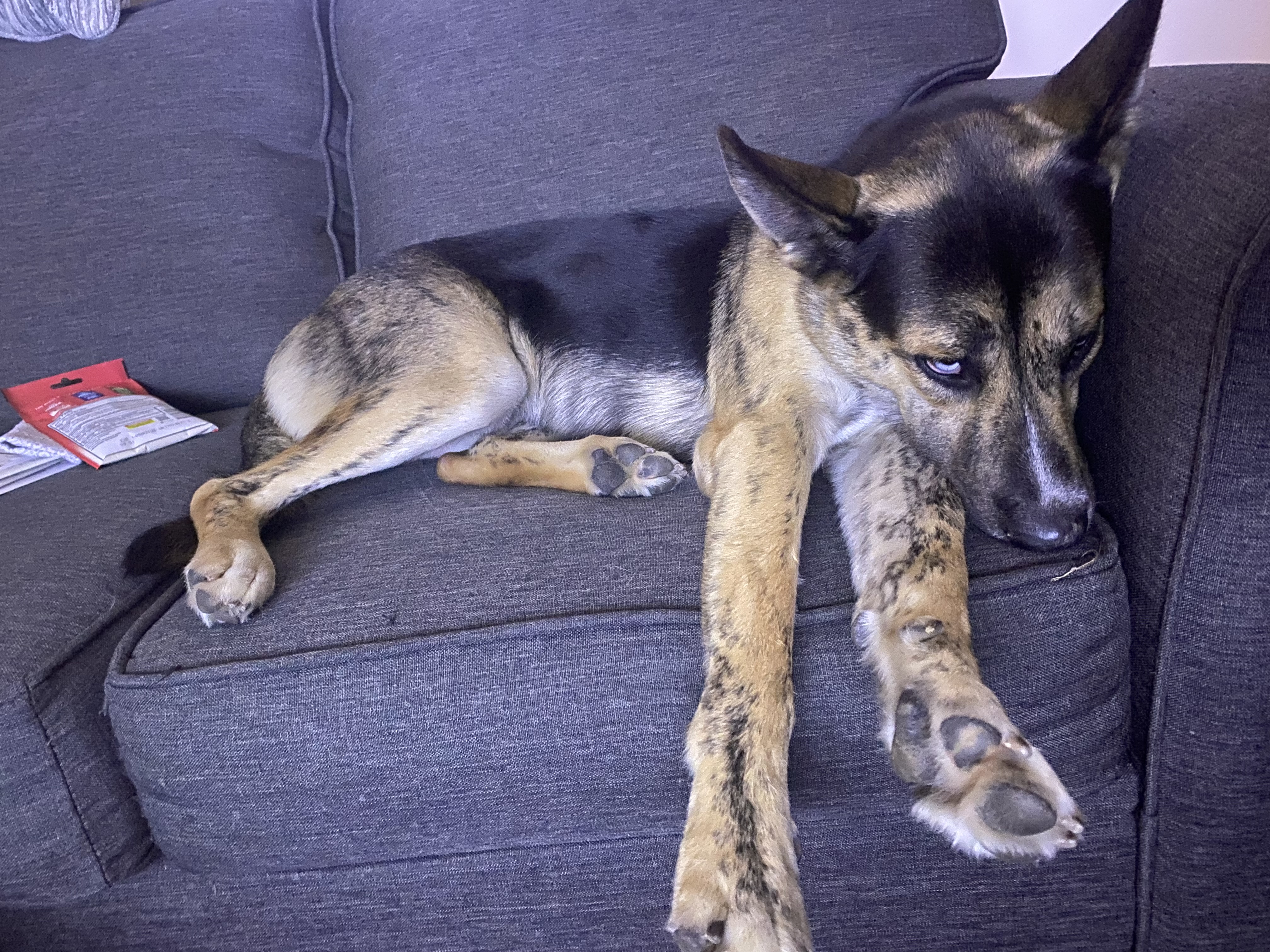 Oh My Dog, What a Cutie!
