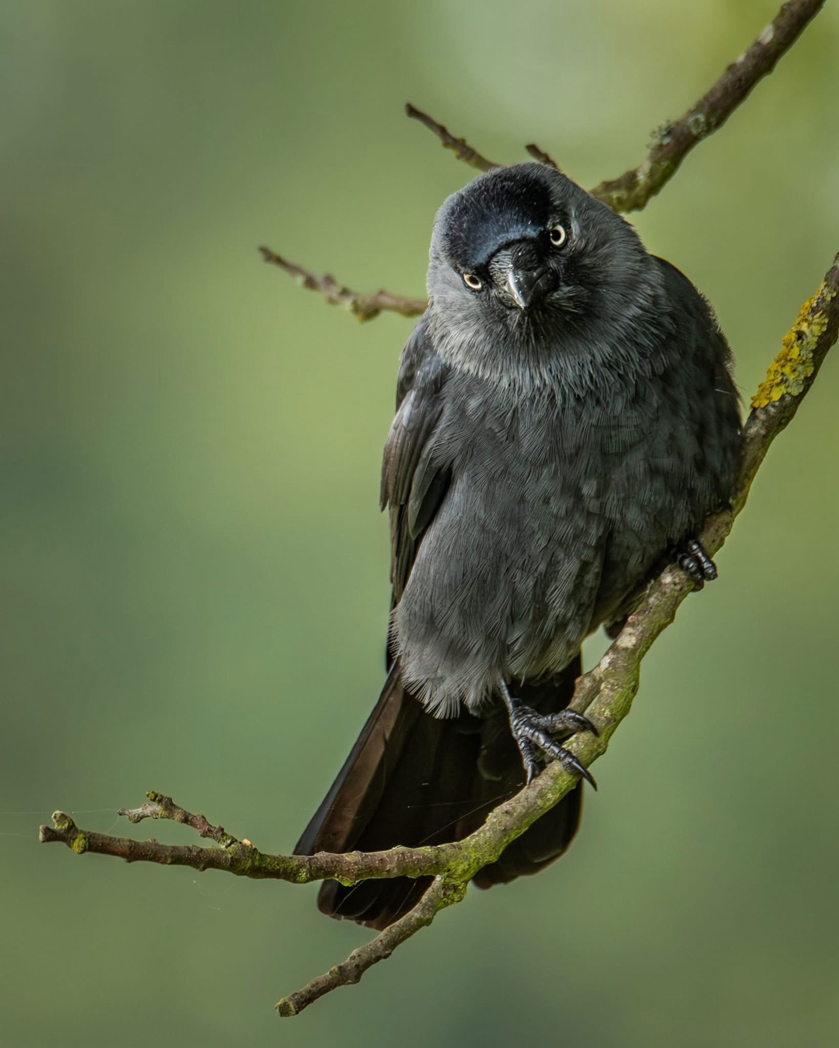 The Intriguing Jackdaw