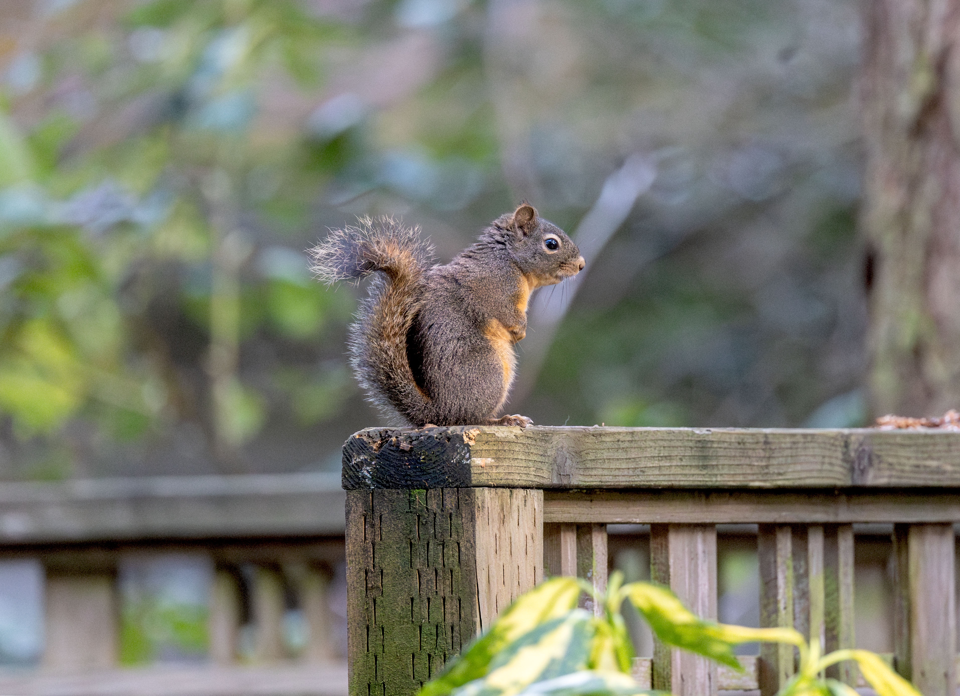 On a mission to scan our yard for hidden acorns.