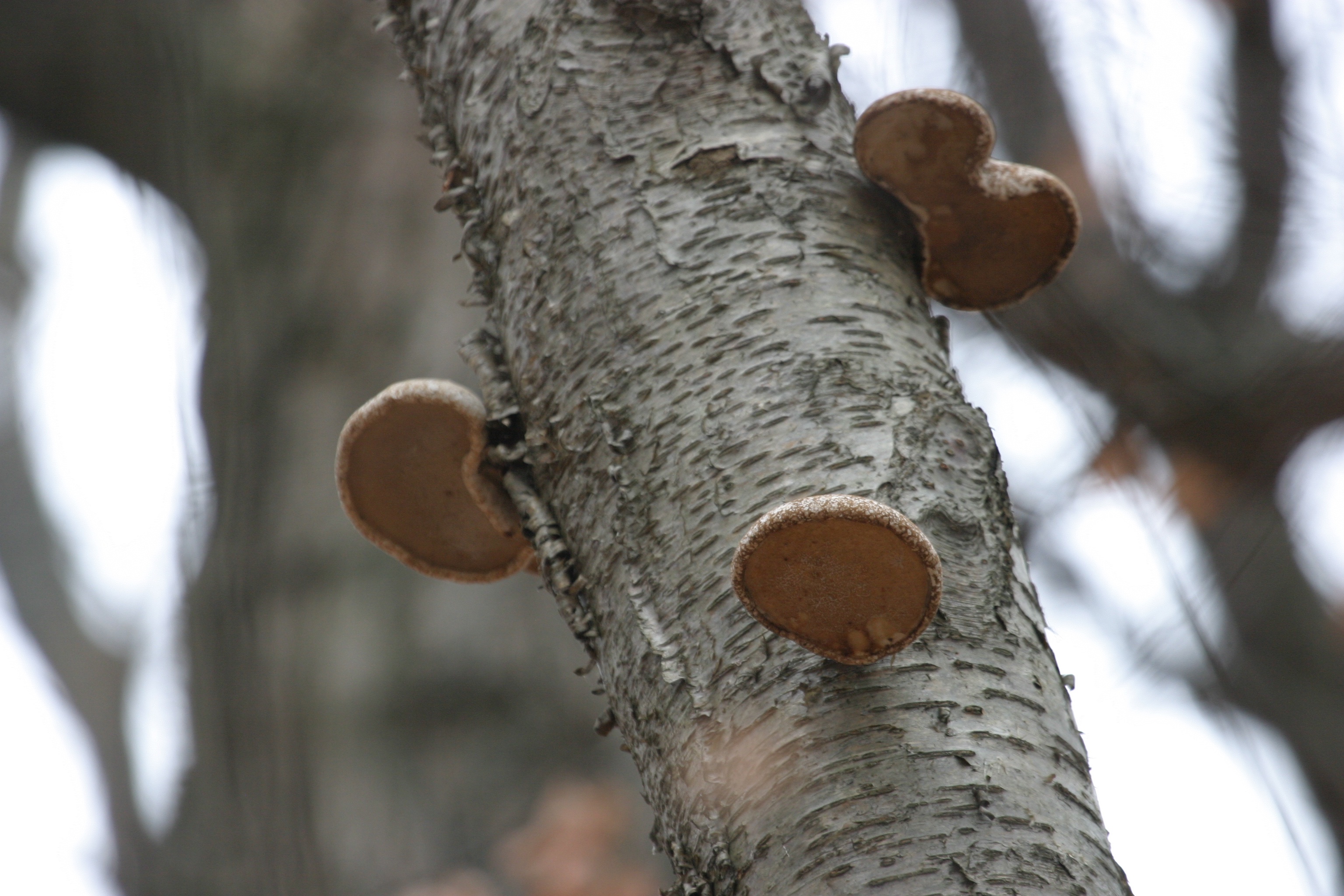 Put on Your Shoes, Nature Walk Awaits!