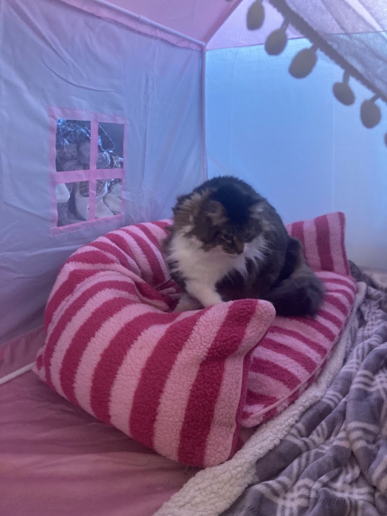 The Ultimate Munchie Tent Experience