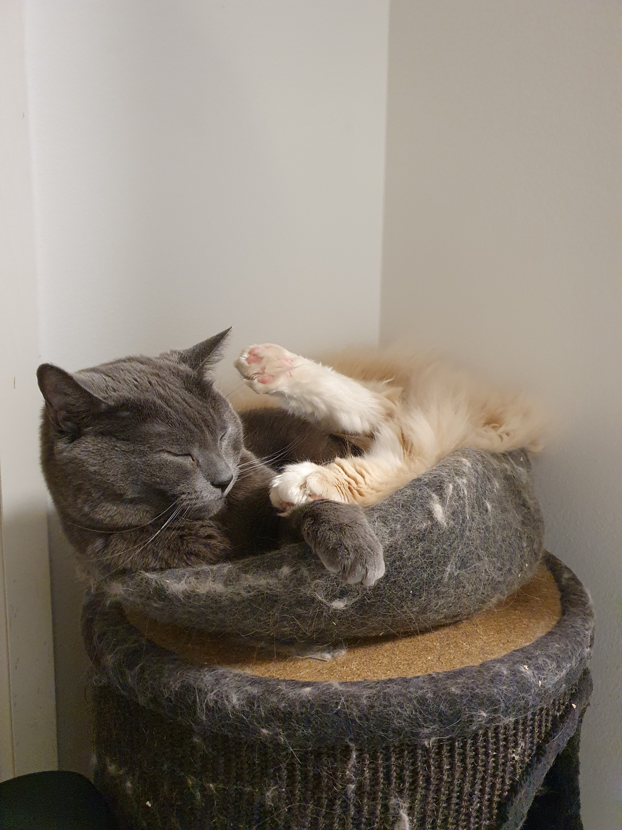 Cuddle Buddies Unite!