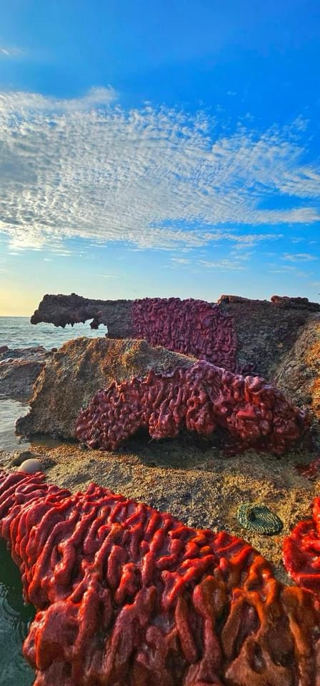 The Stunning World of Coral Revisited