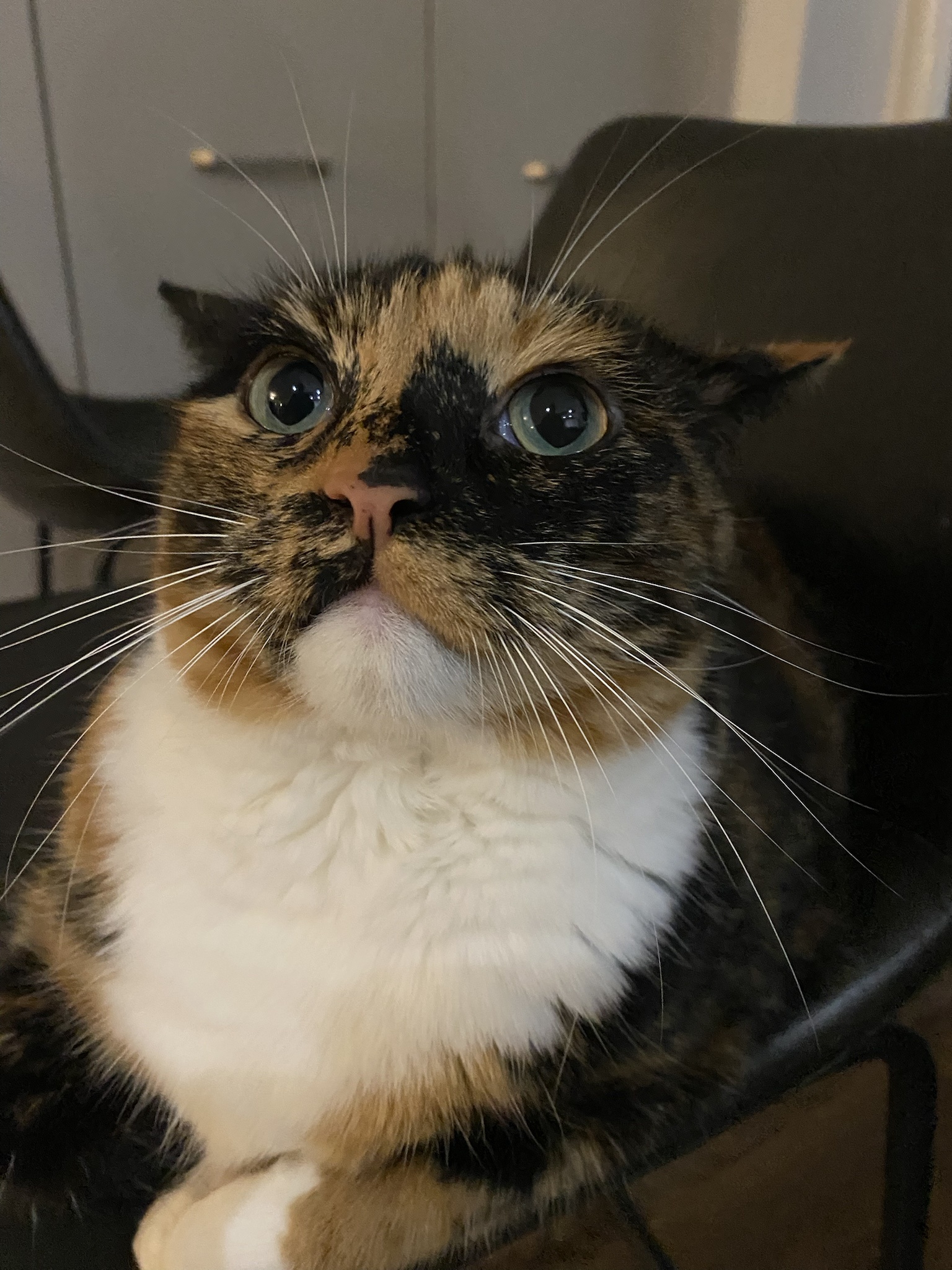 Crumble's Daily Snapshot: A Glimpse into My World