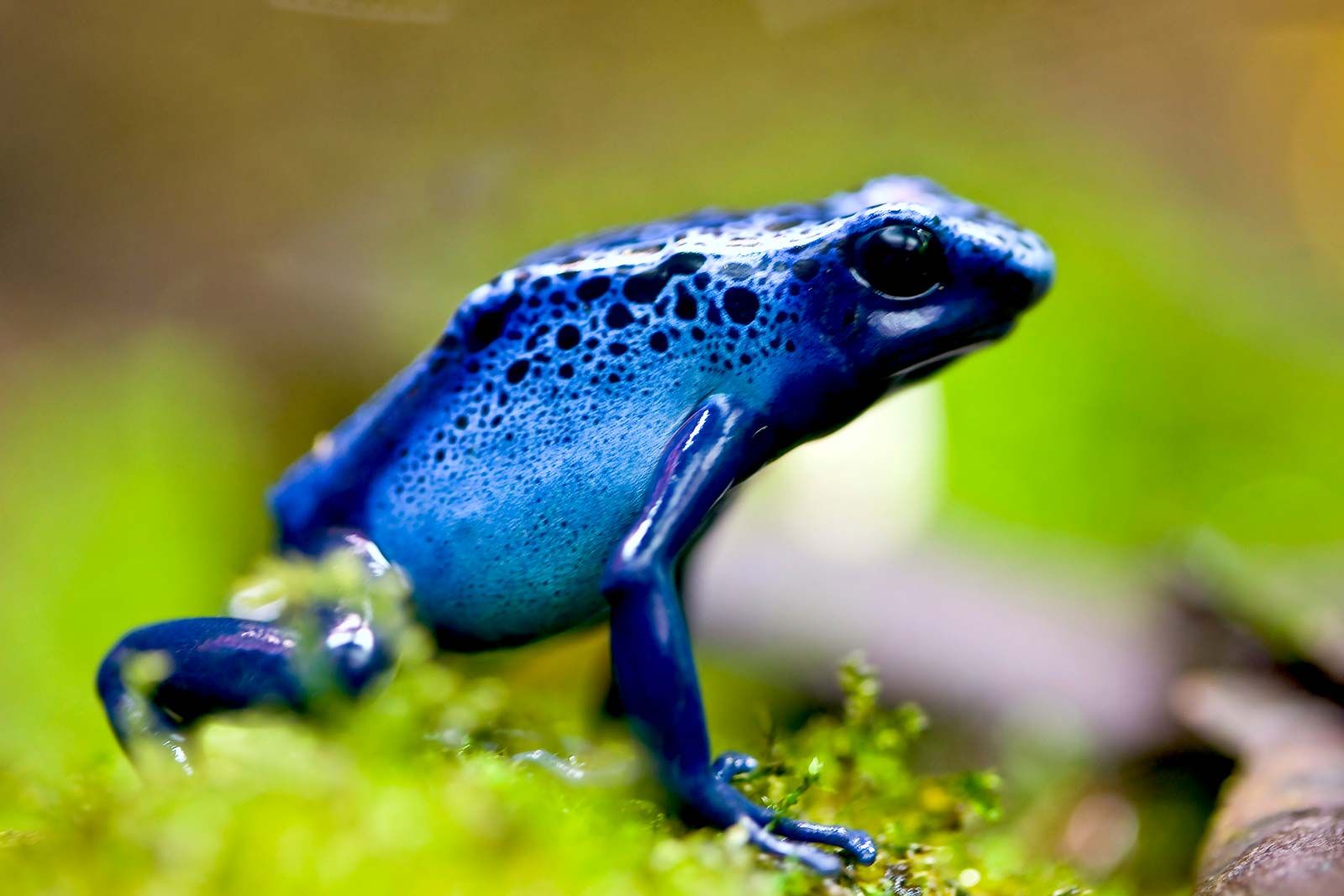 A froggy a day keeps the doctor away!